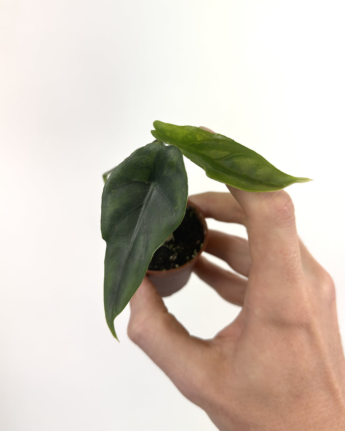 Alocasia Venusta Variegata WW