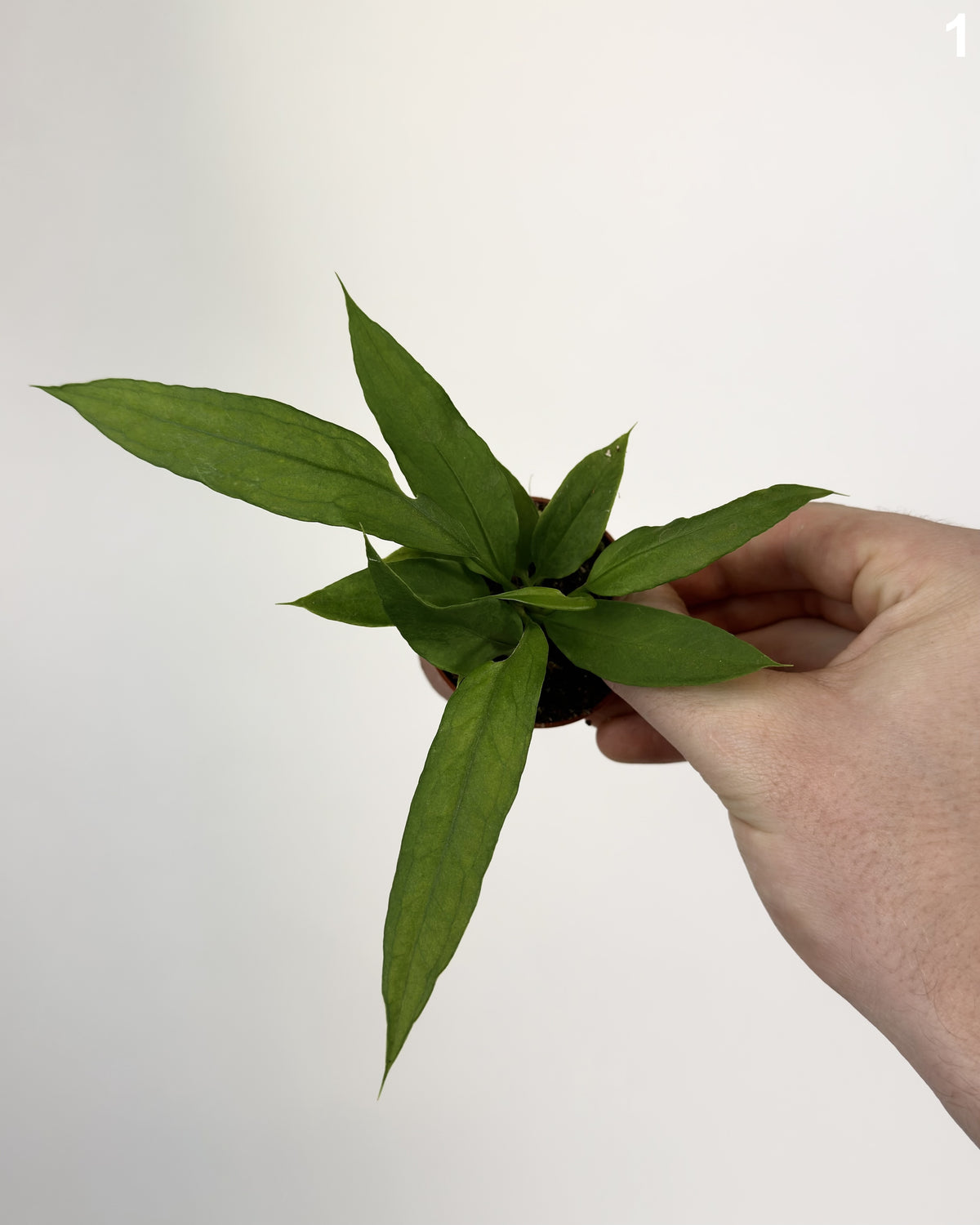 Anthurium Vittarifolium  WW