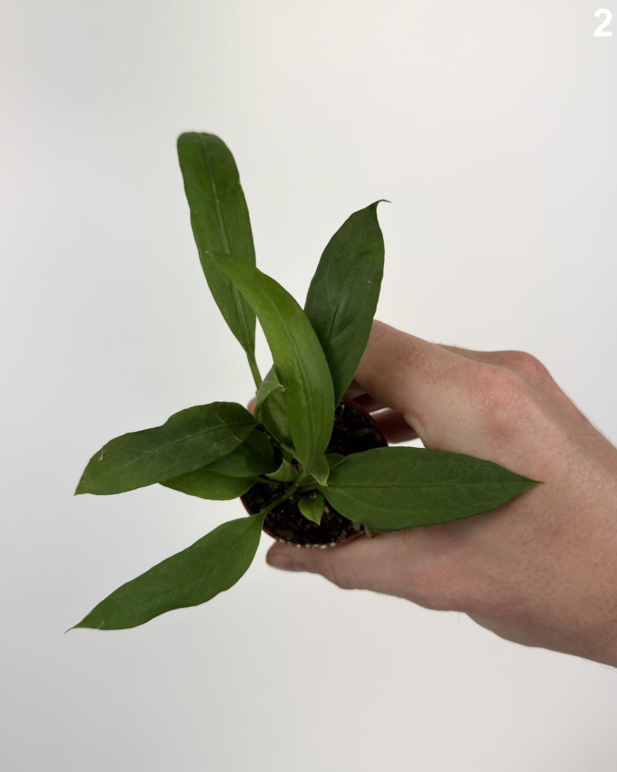 Anthurium Vittarifolium  WW
