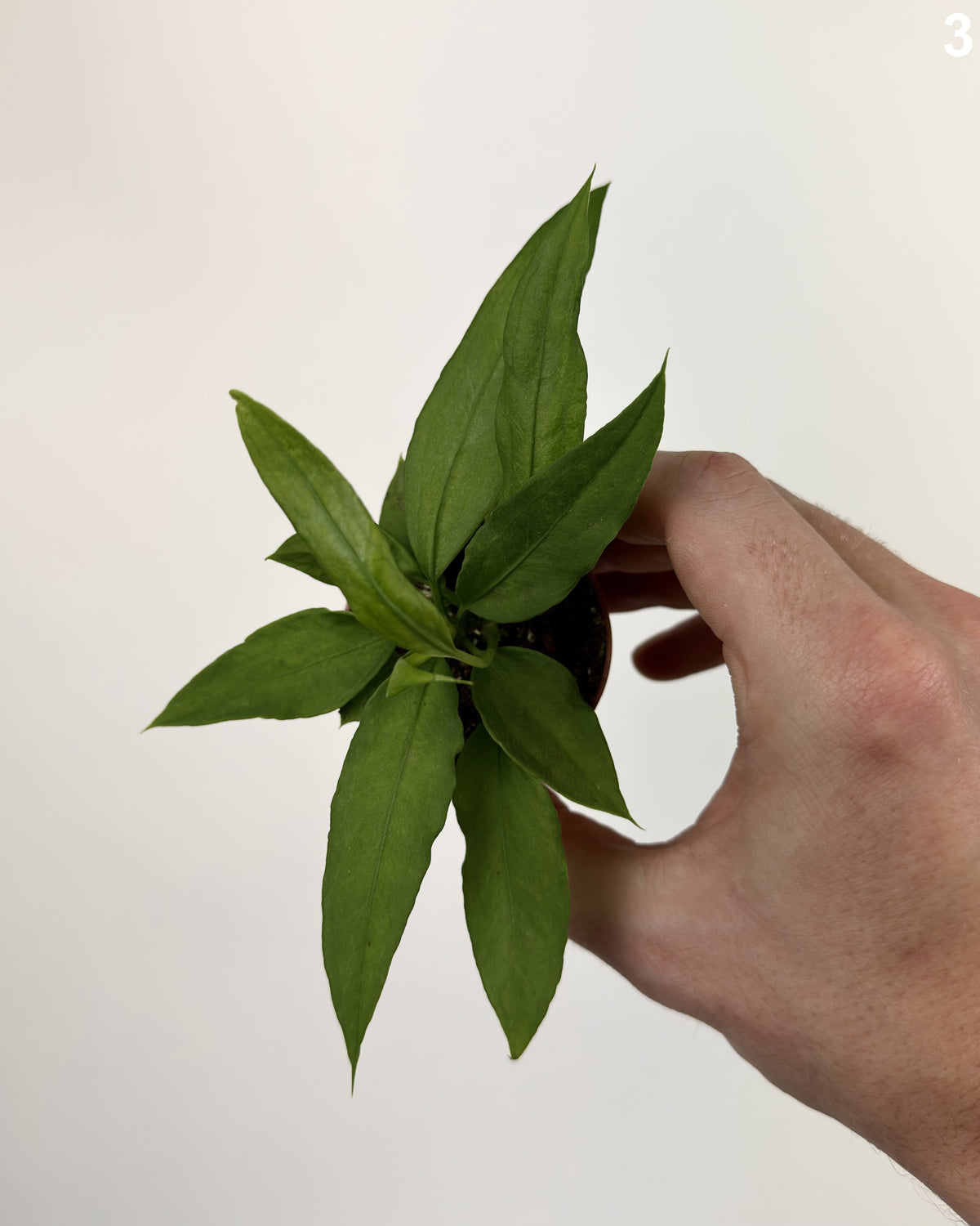 Anthurium Vittarifolium  WW