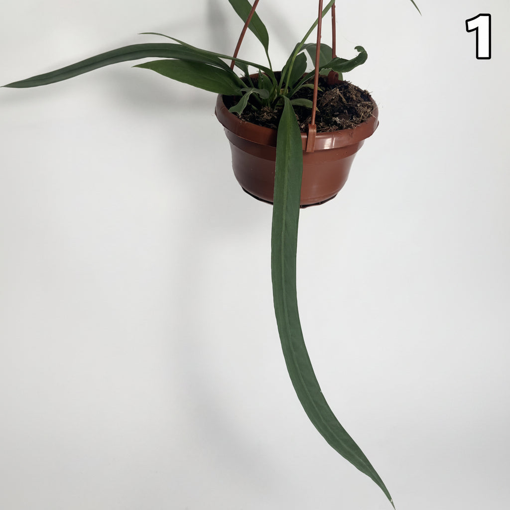 Anthurium Vittarifolium WW