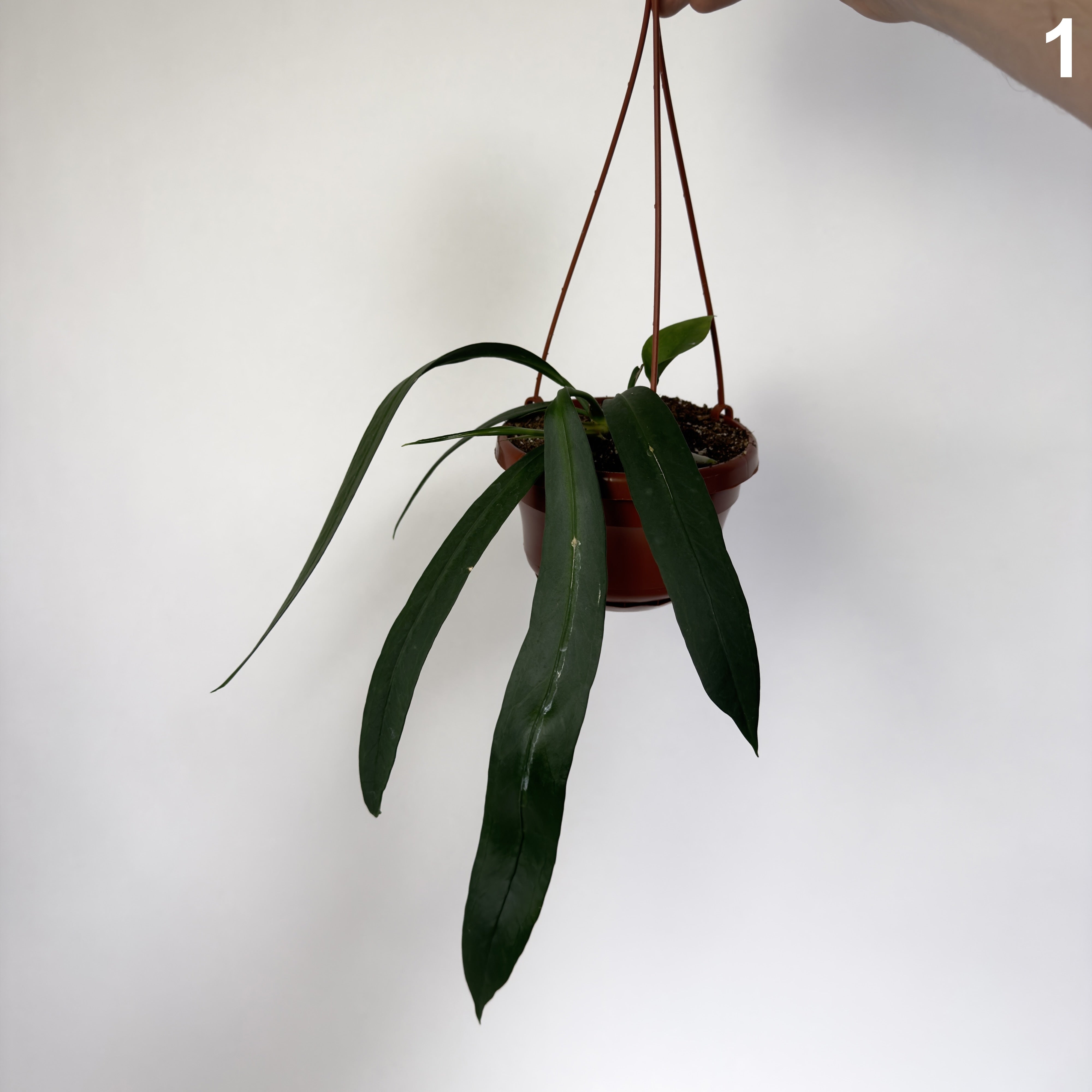 Anthurium Vittarifolium WW