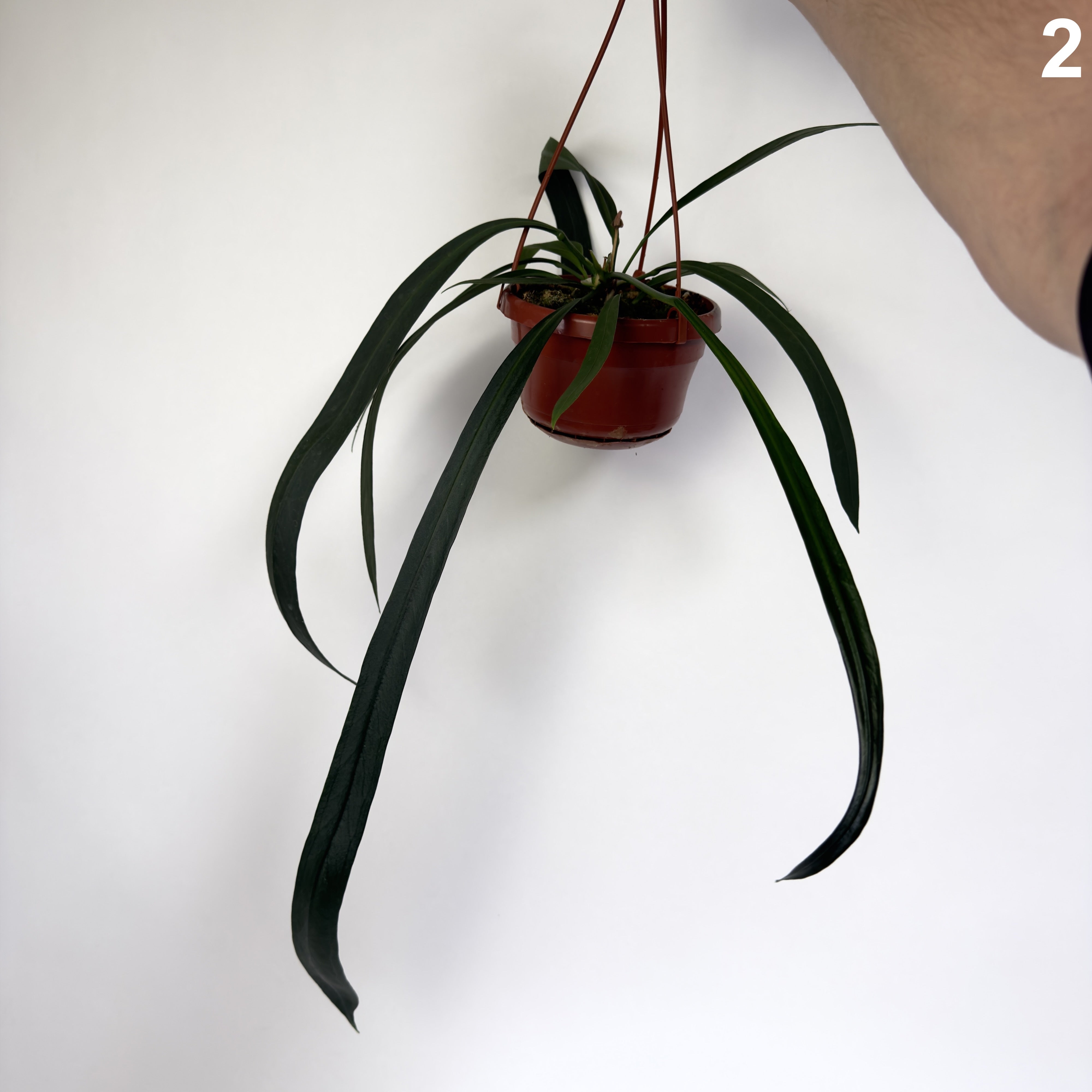 Anthurium Vittarifolium WW