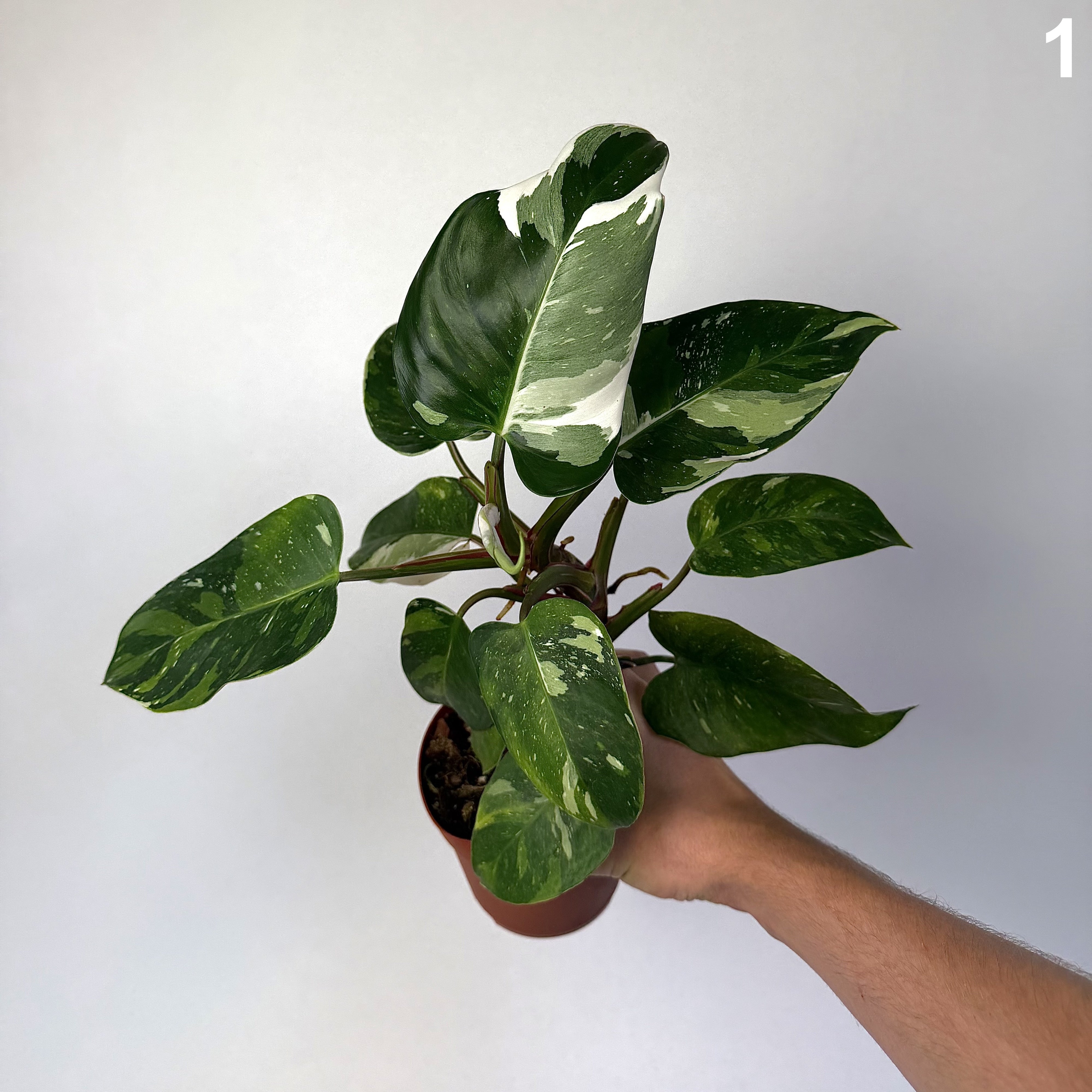 Philodendron White Princess Tricolor WW