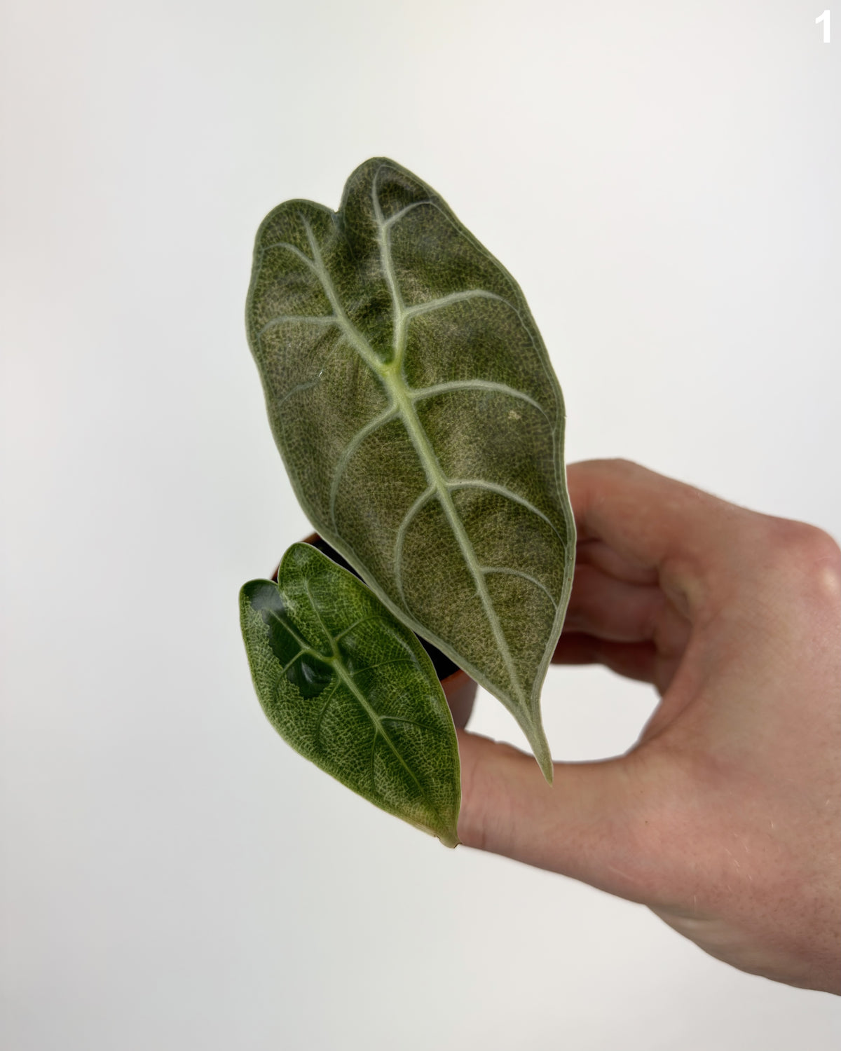 Alocasia Watsoniana Glossy Pink Mint WW