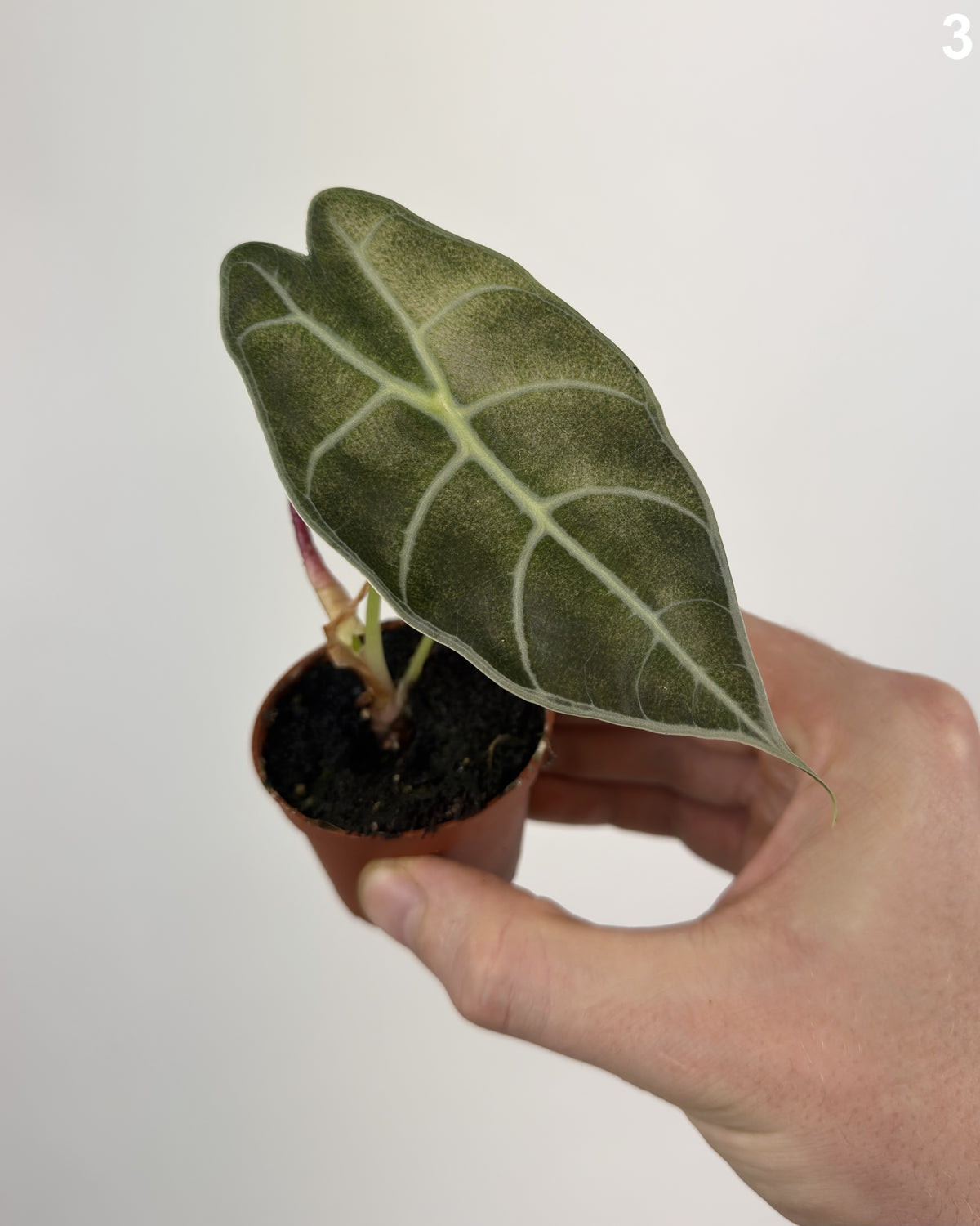 Alocasia Watsoniana Glossy Pink Mint WW