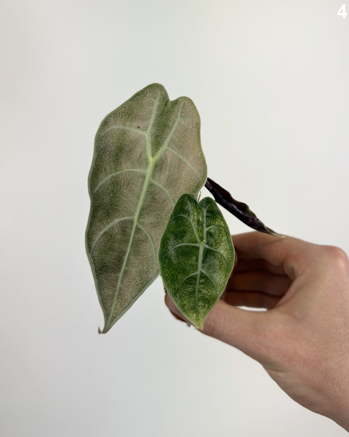Alocasia Watsoniana Glossy Pink Mint WW