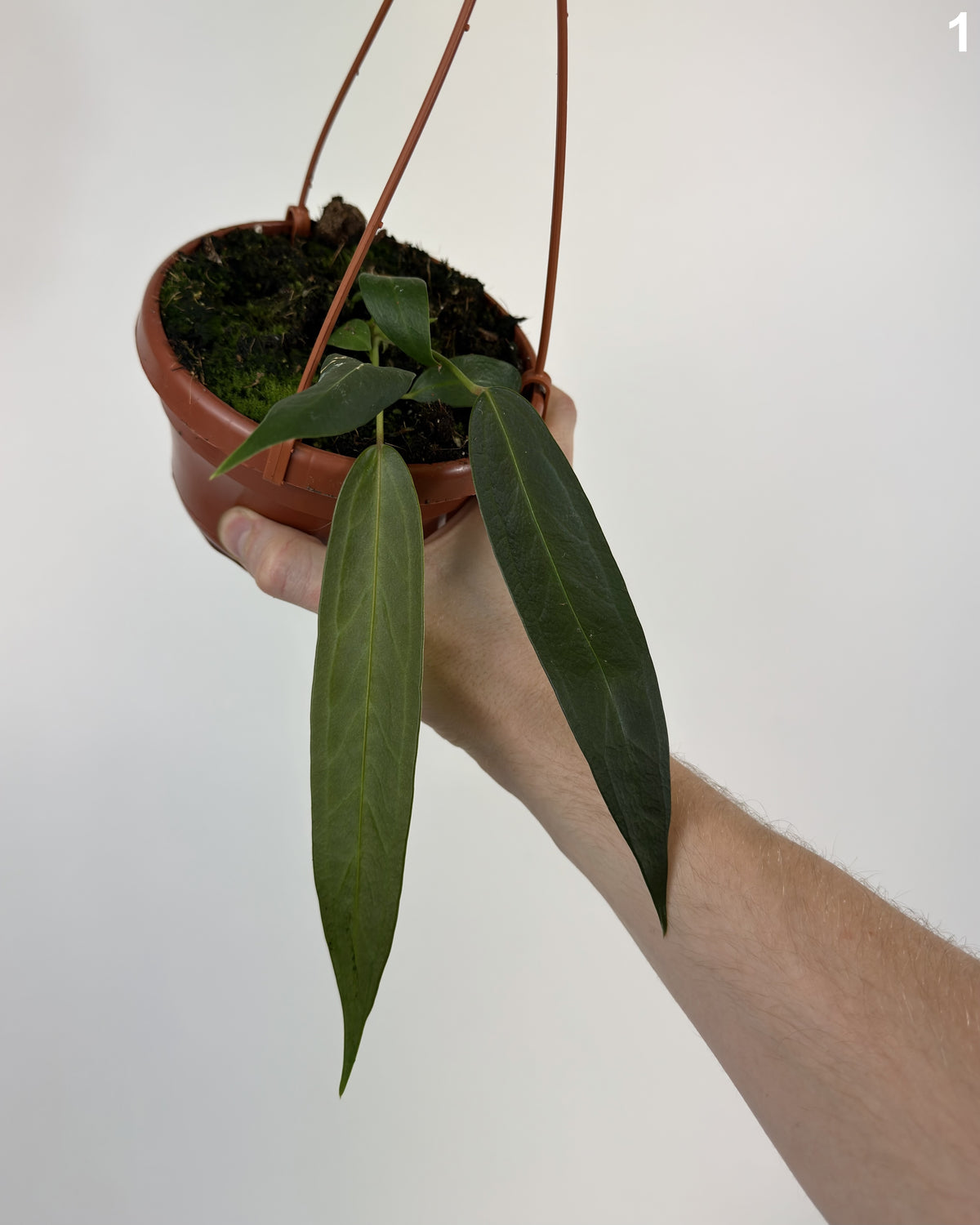 Anthurium Wendlingeri WW