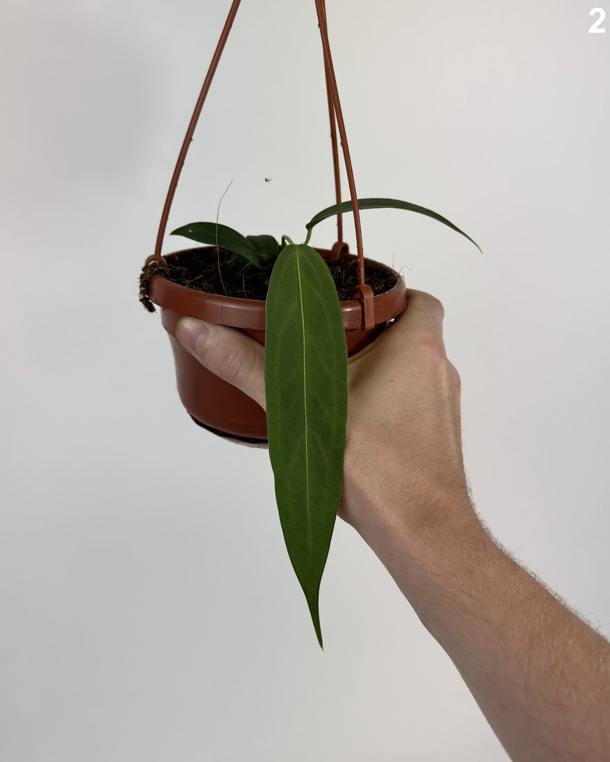 Anthurium Wendlingeri WW