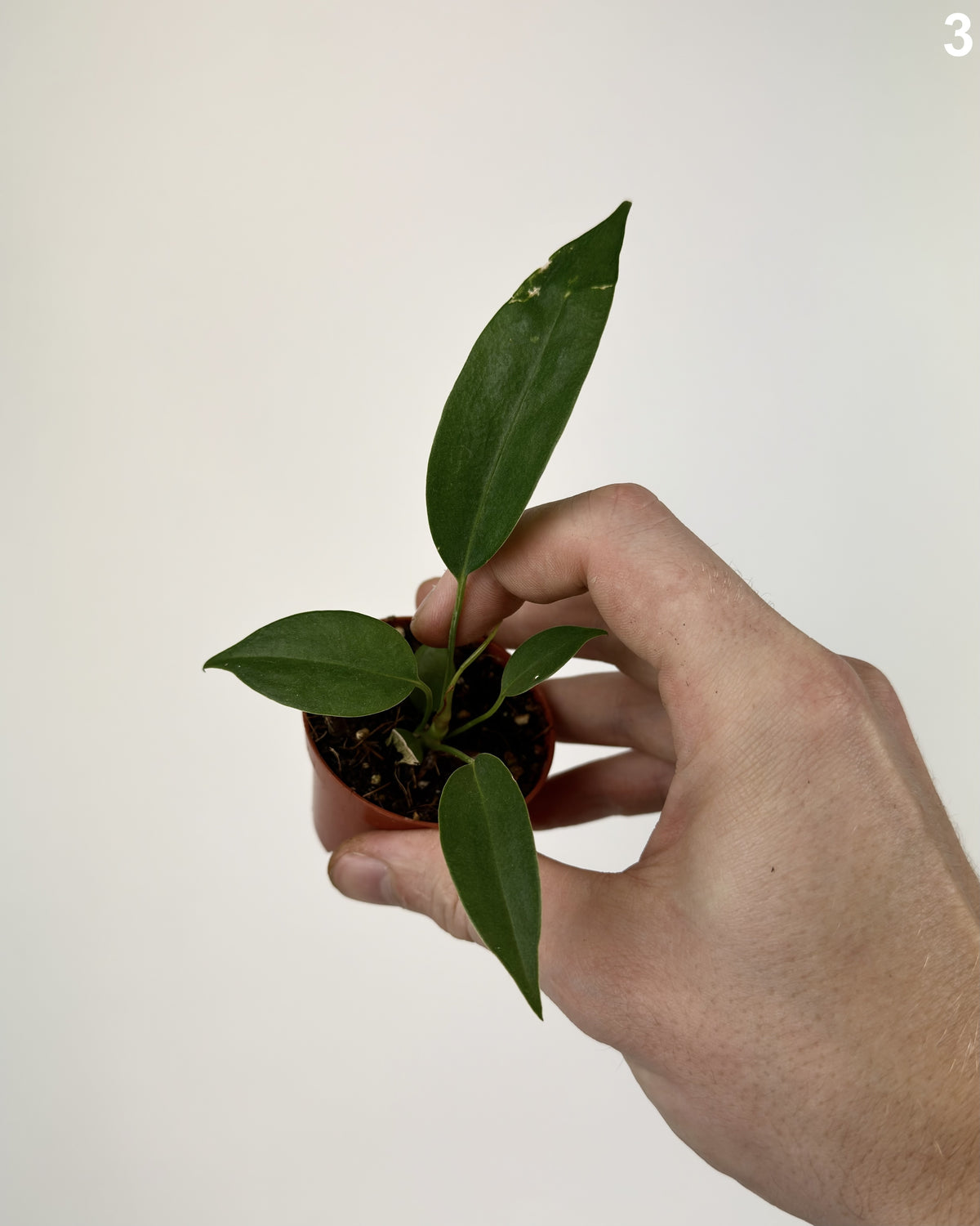 Anthurium Wendlingeri WW