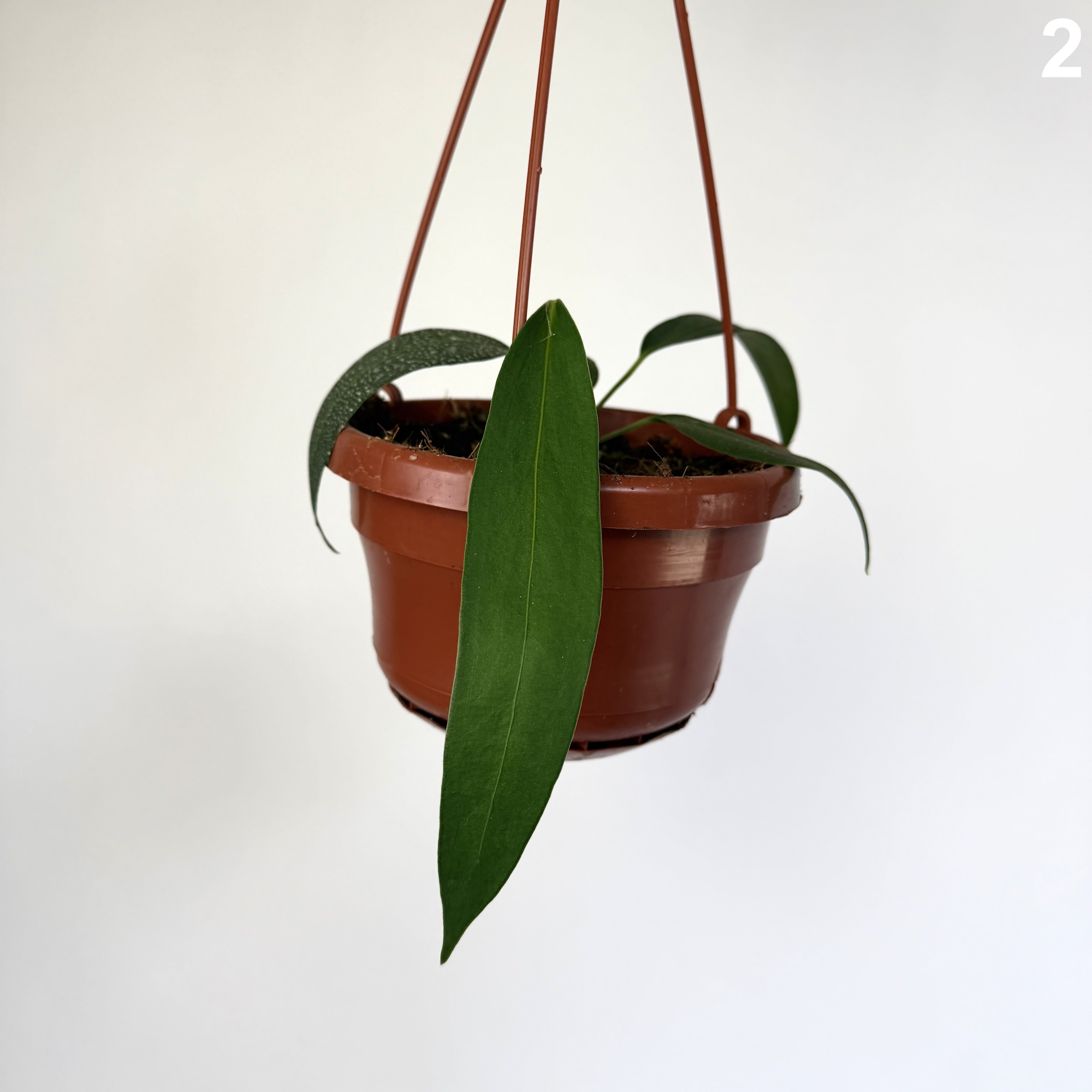 Anthurium Wendlingeri WW