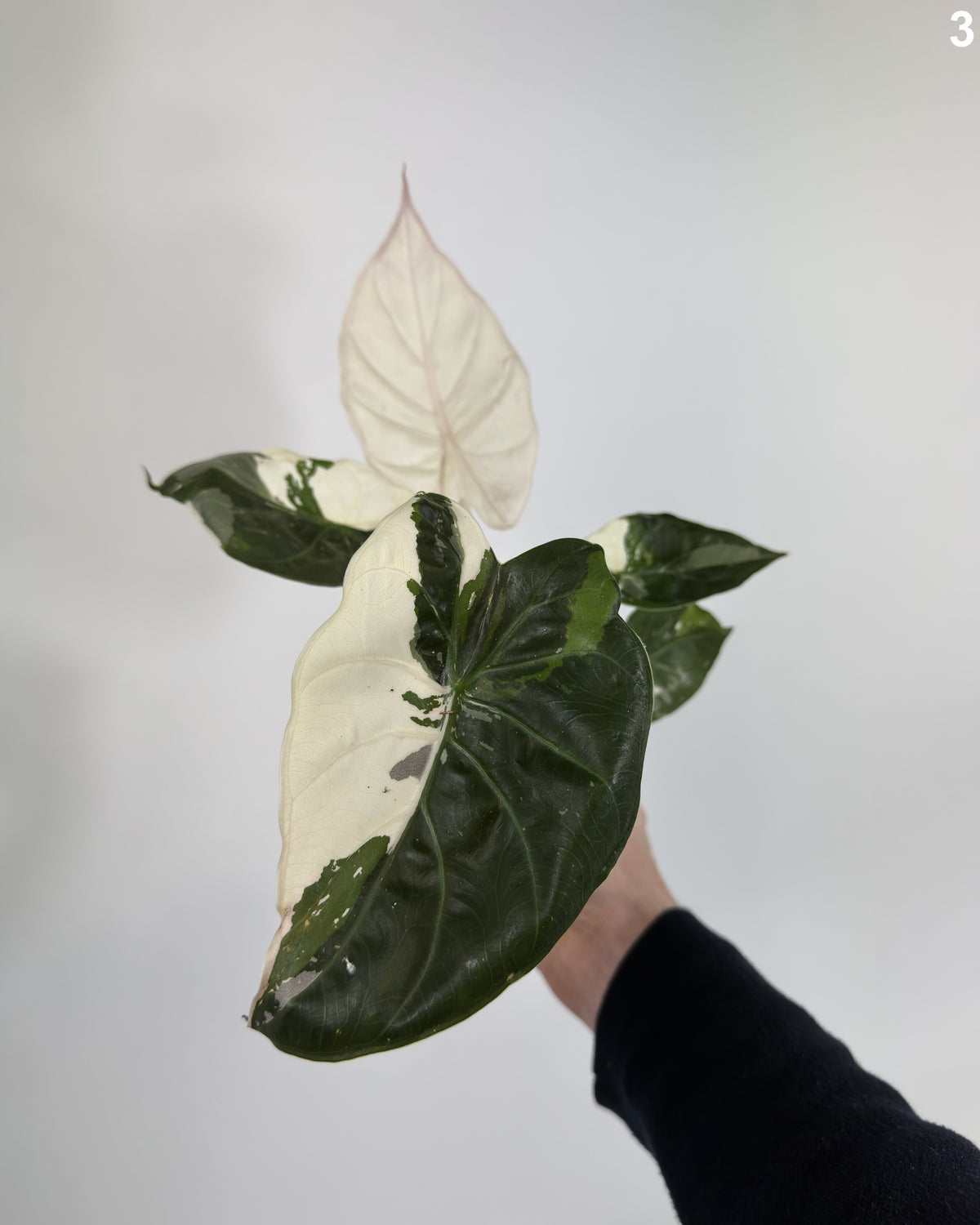 Alocasia Wentii Pink Albo Variegata WW