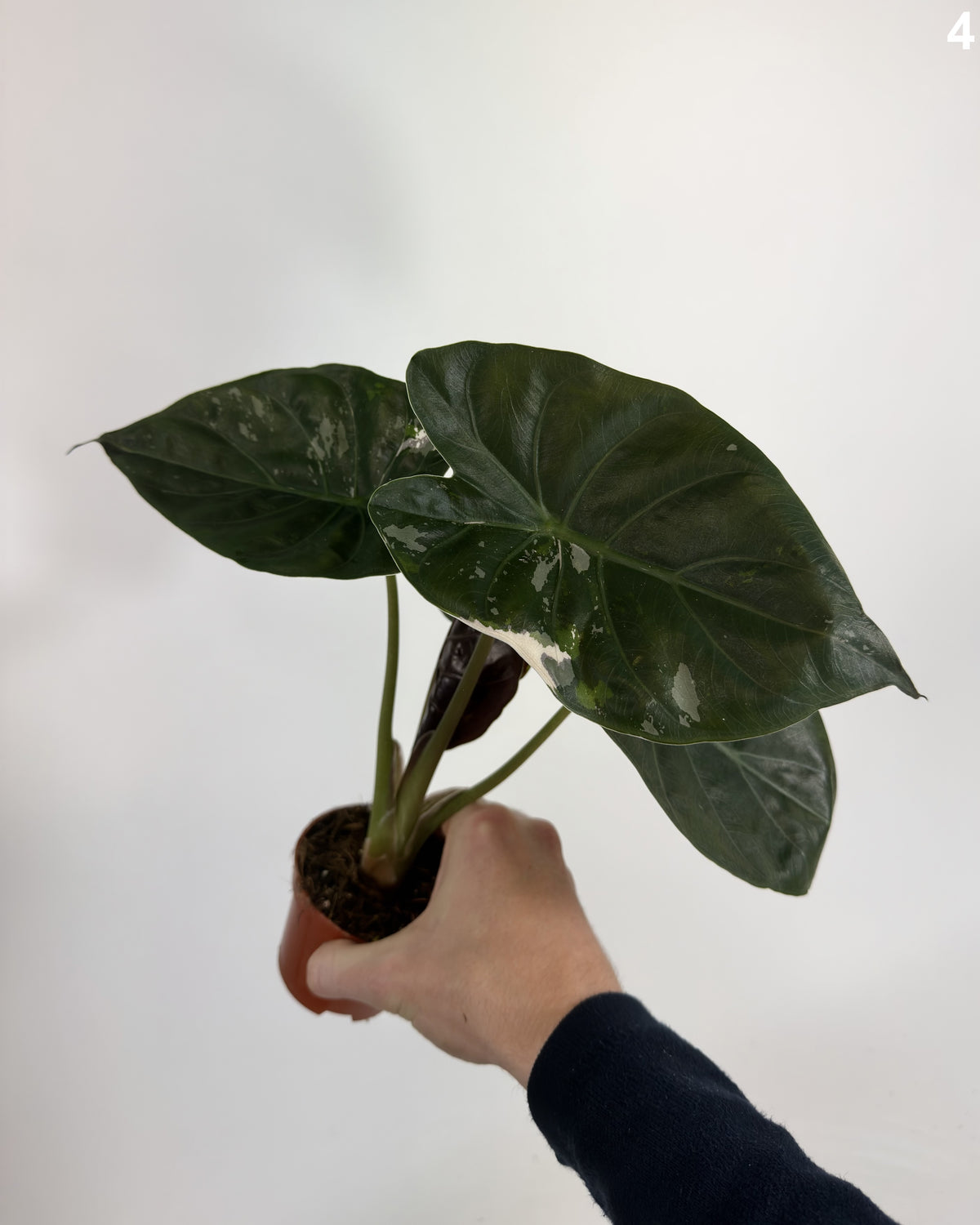 Alocasia Wentii Pink Albo Variegata WW