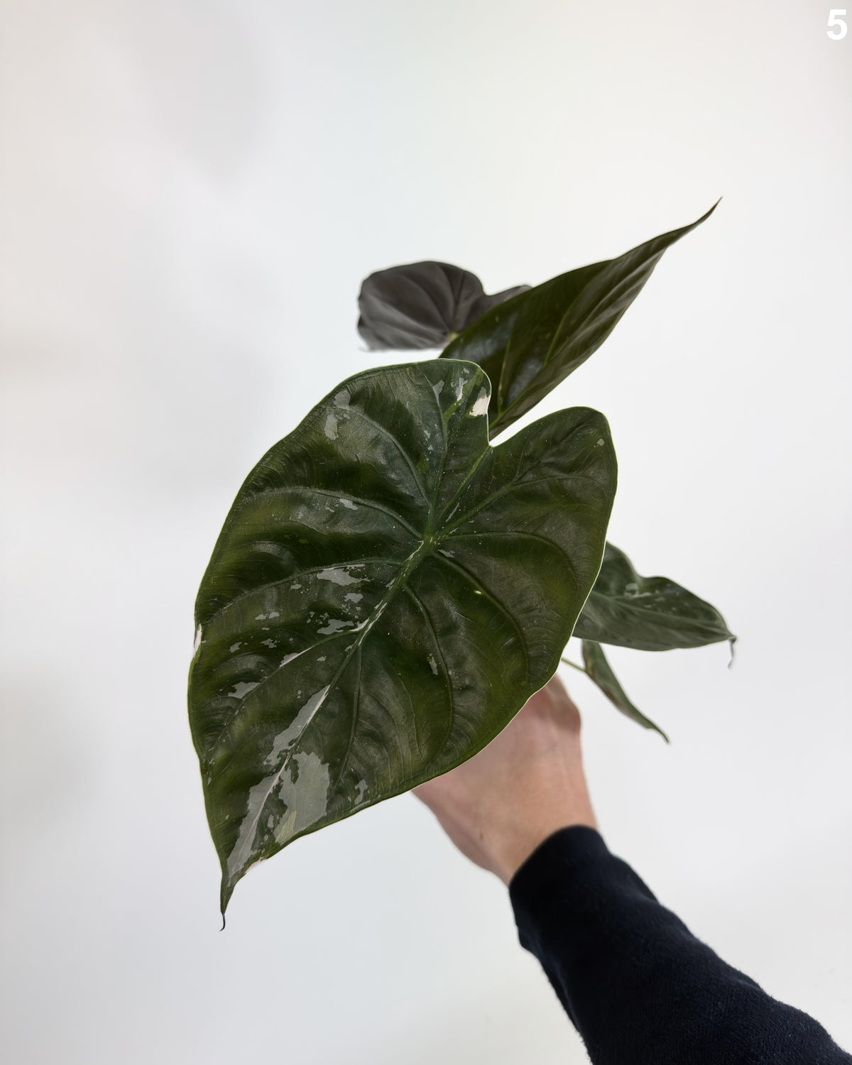 Alocasia Wentii Pink Albo Variegata WW