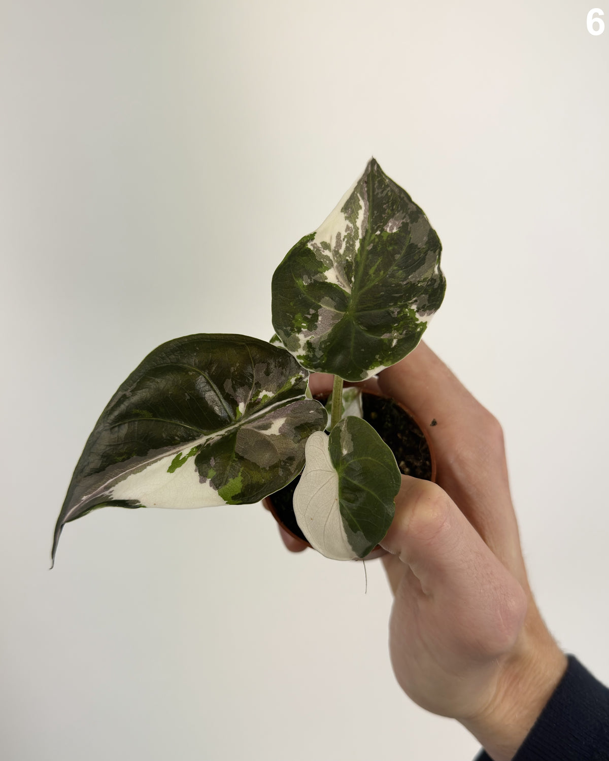 Alocasia Wentii Pink Albo Variegata WW