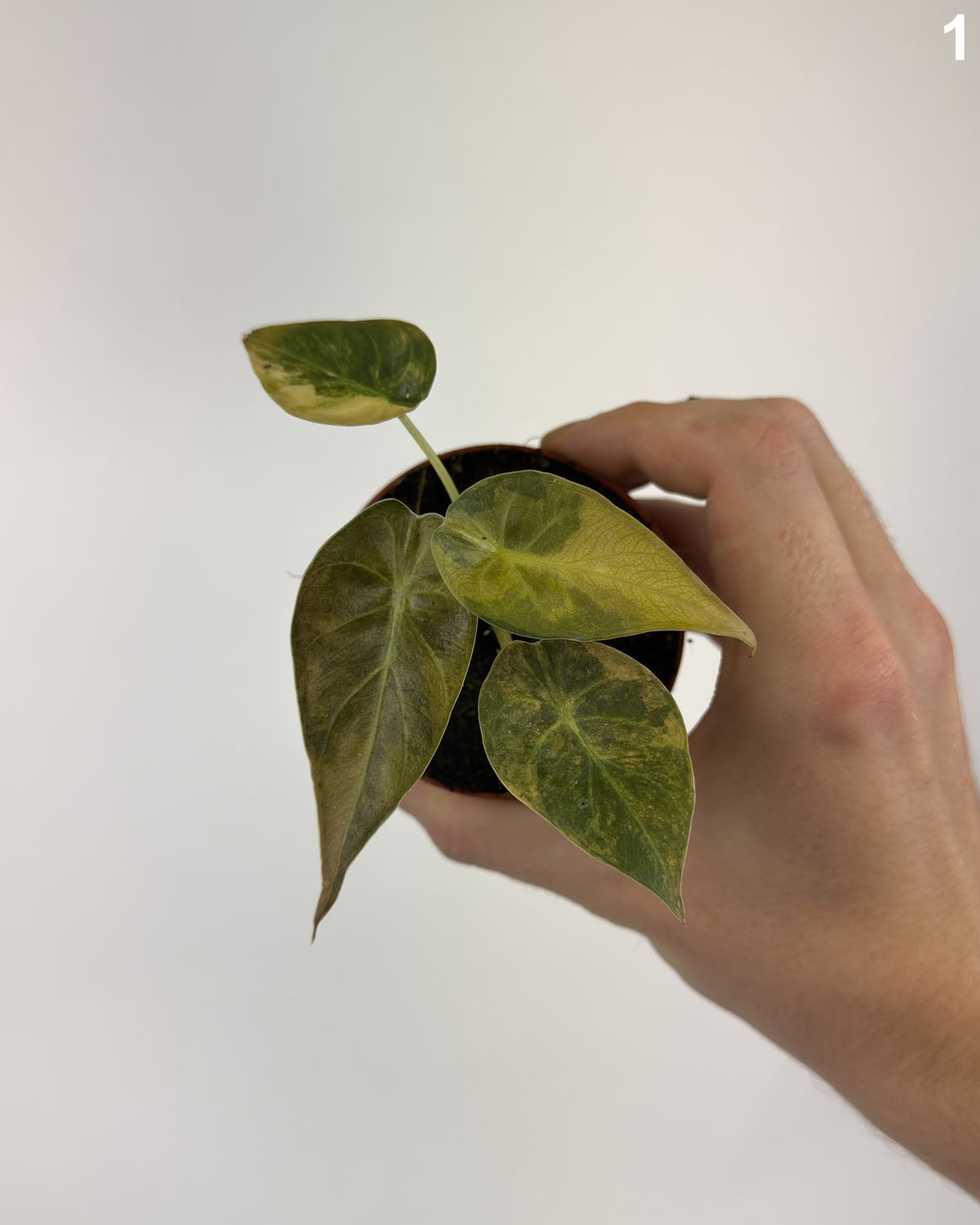 Alocasia Wentii Aurea Variegata WW