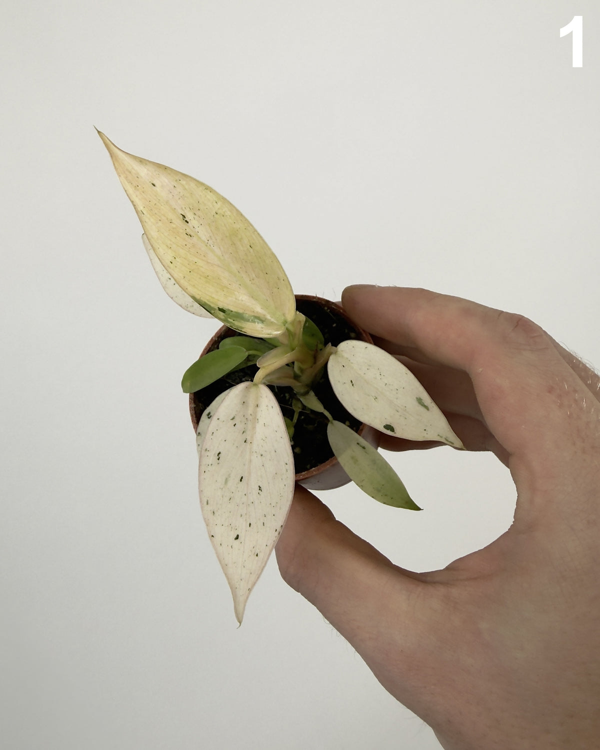 Philodendron Whipple Way WW