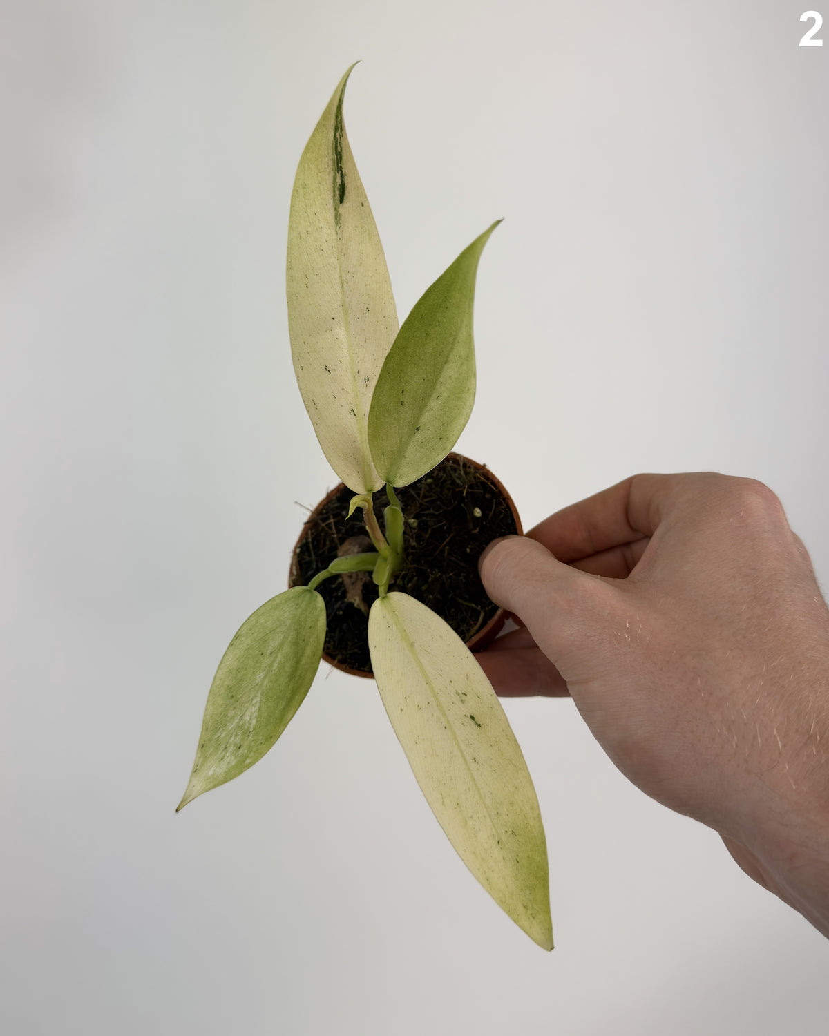 Philodendron Whipple Way WW