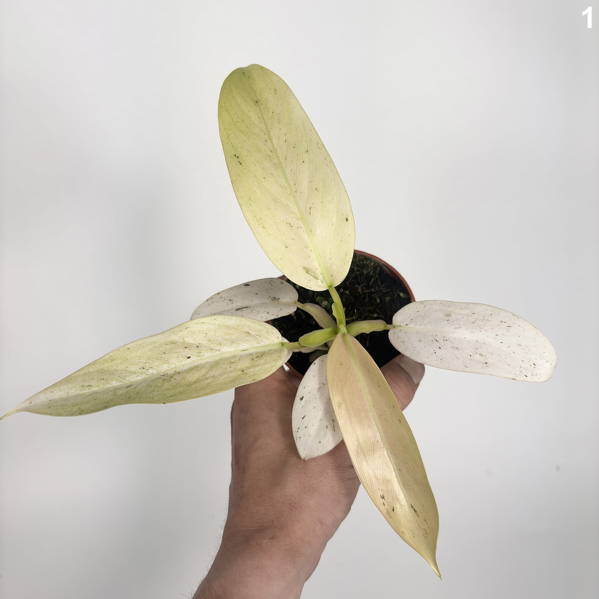 Philodendron Whipple Way WW
