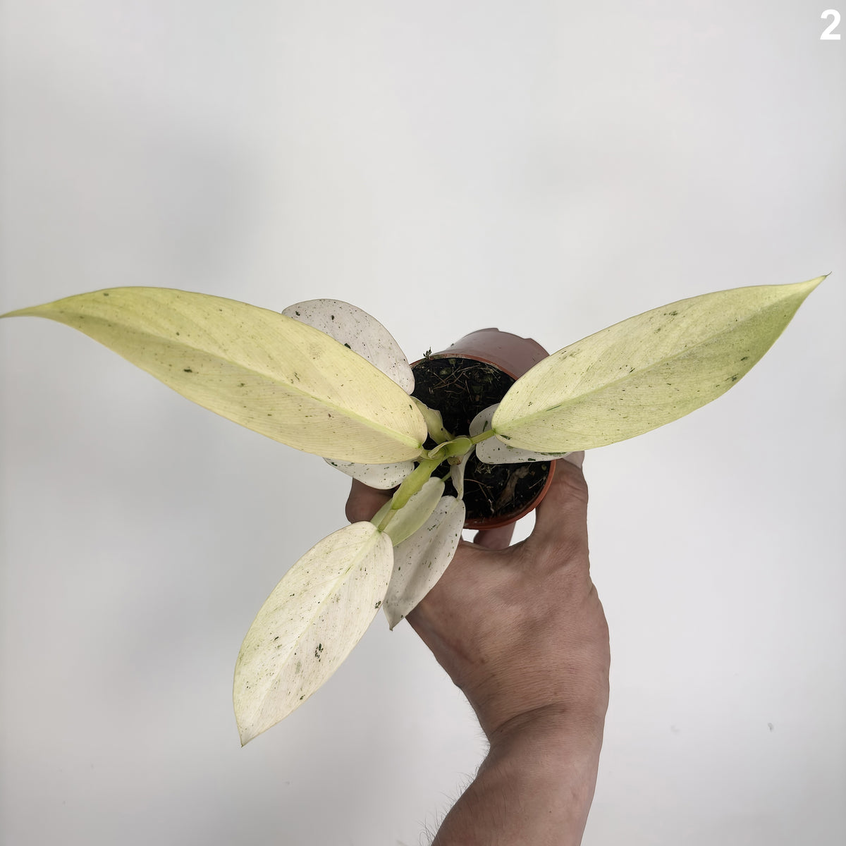 Philodendron Whipple Way WW