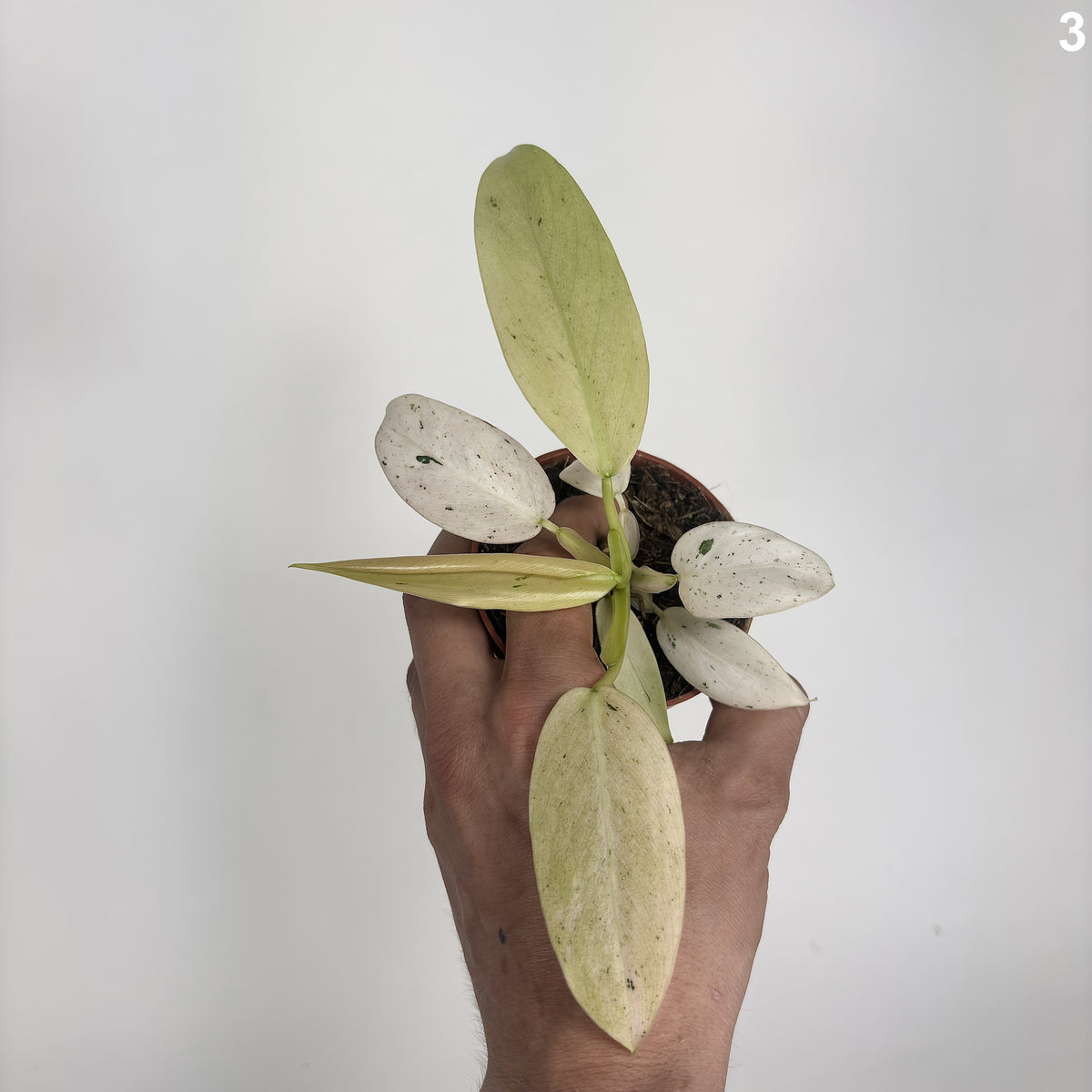 Philodendron Whipple Way WW