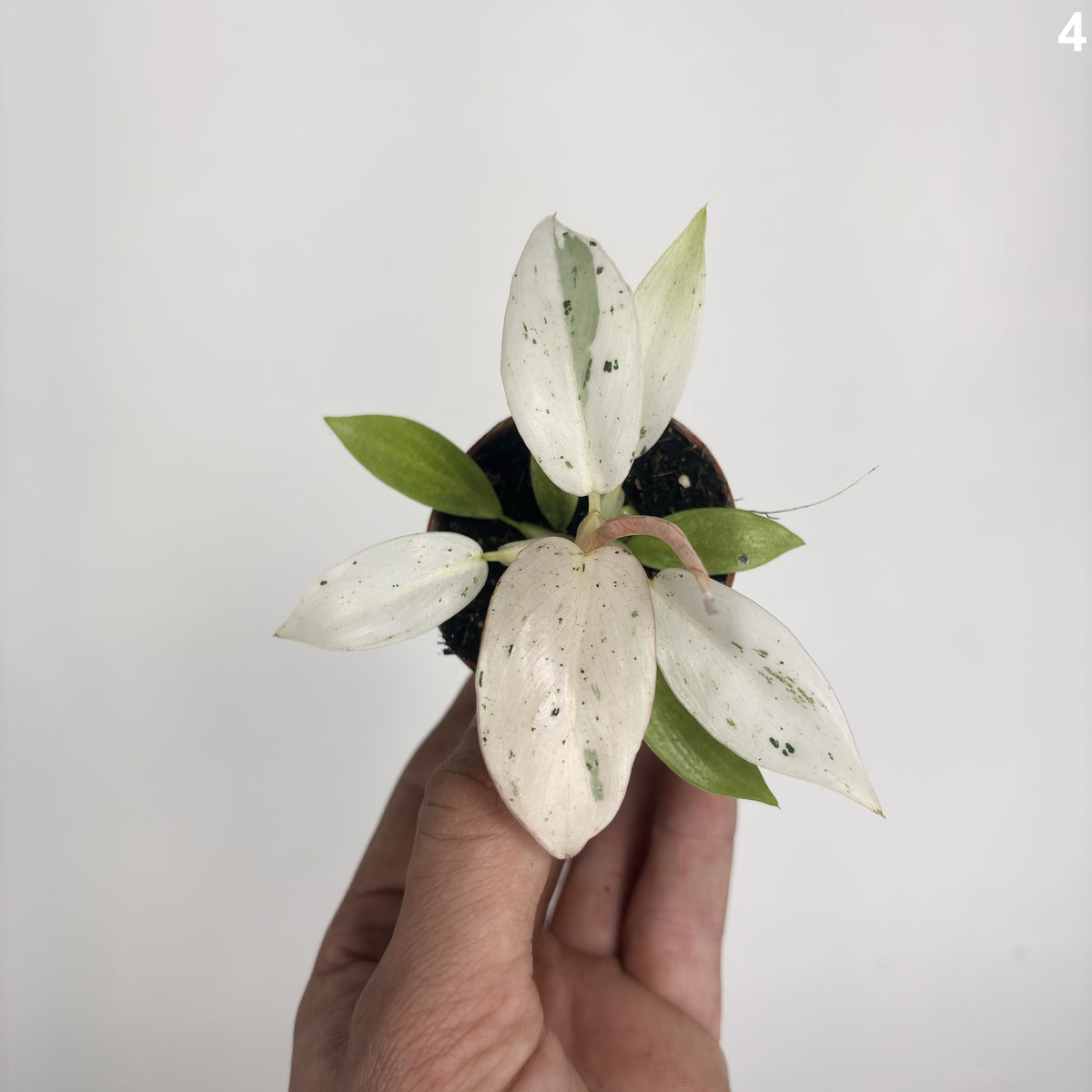 Philodendron Whipple Way WW
