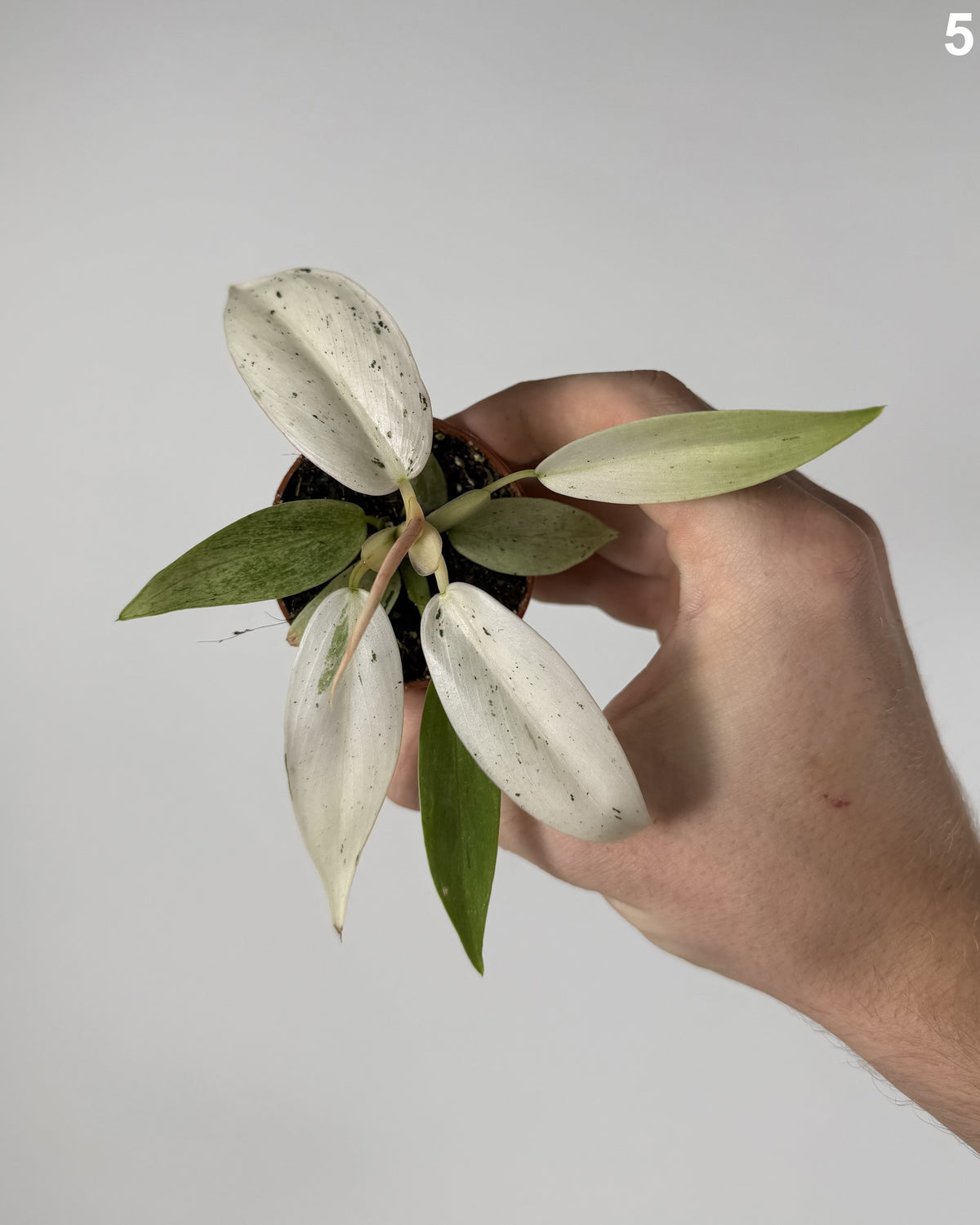 Philodendron Whipple Way WW