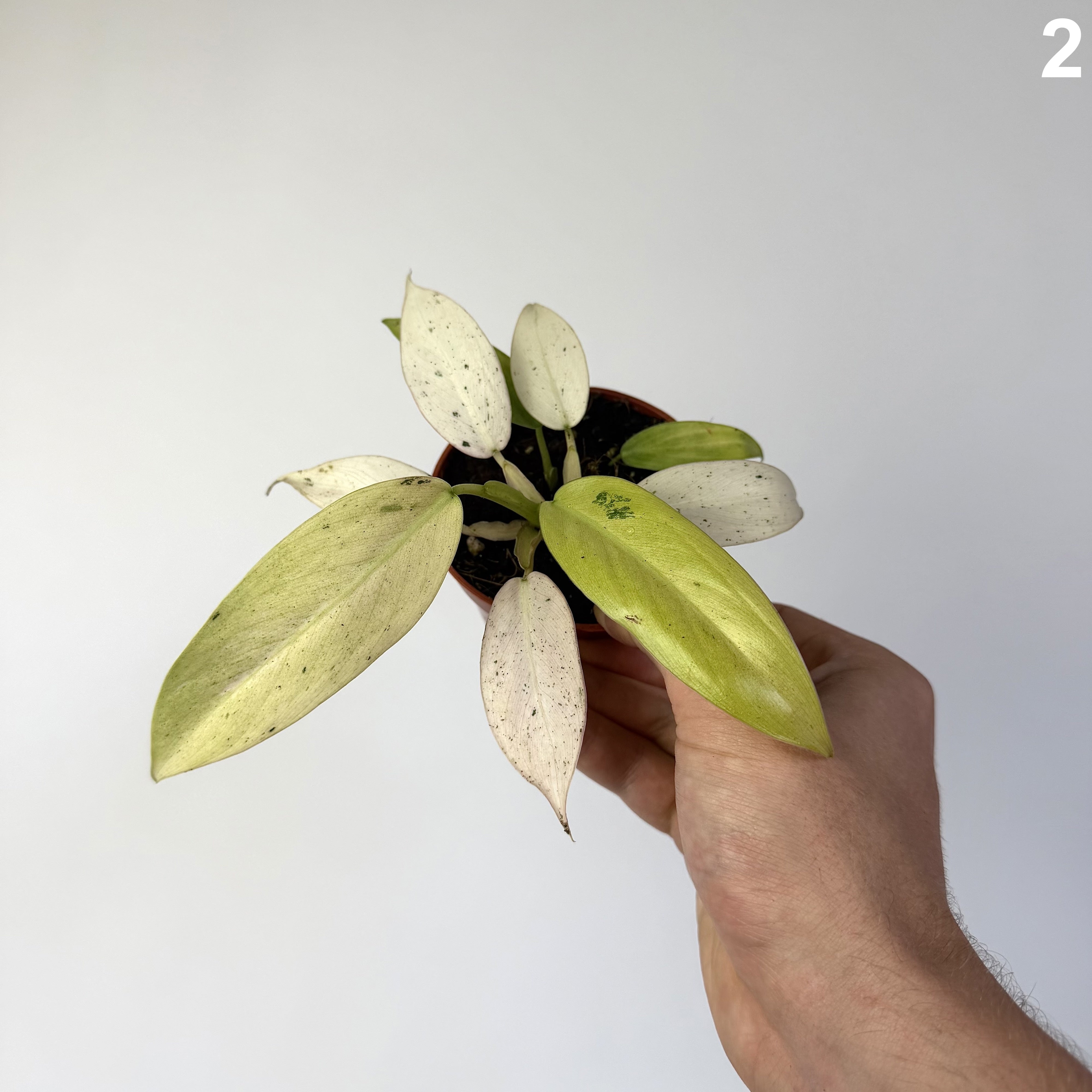 Philodendron Whipple Way WW