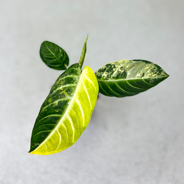 Xanthosoma Lindenii Variegata