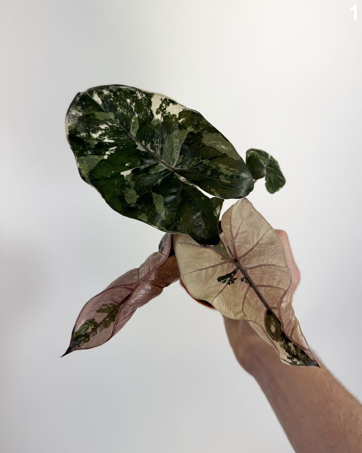 Alocasia Yucatan Princess Pink Albo WW
