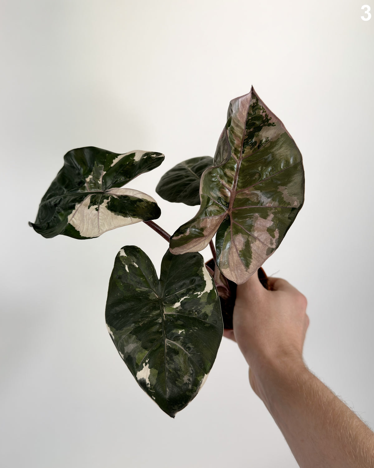 Alocasia Yucatan Princess Pink Albo WW