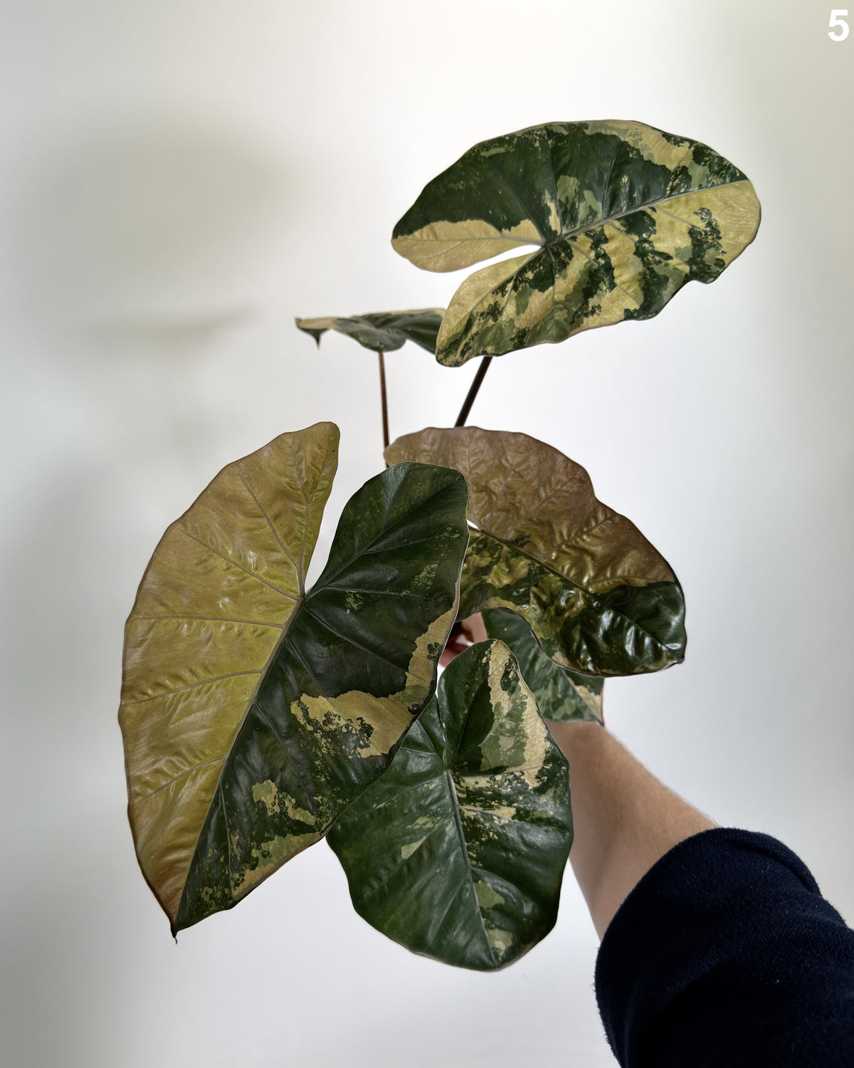 Alocasia Yucatan Princess Pink Albo WW
