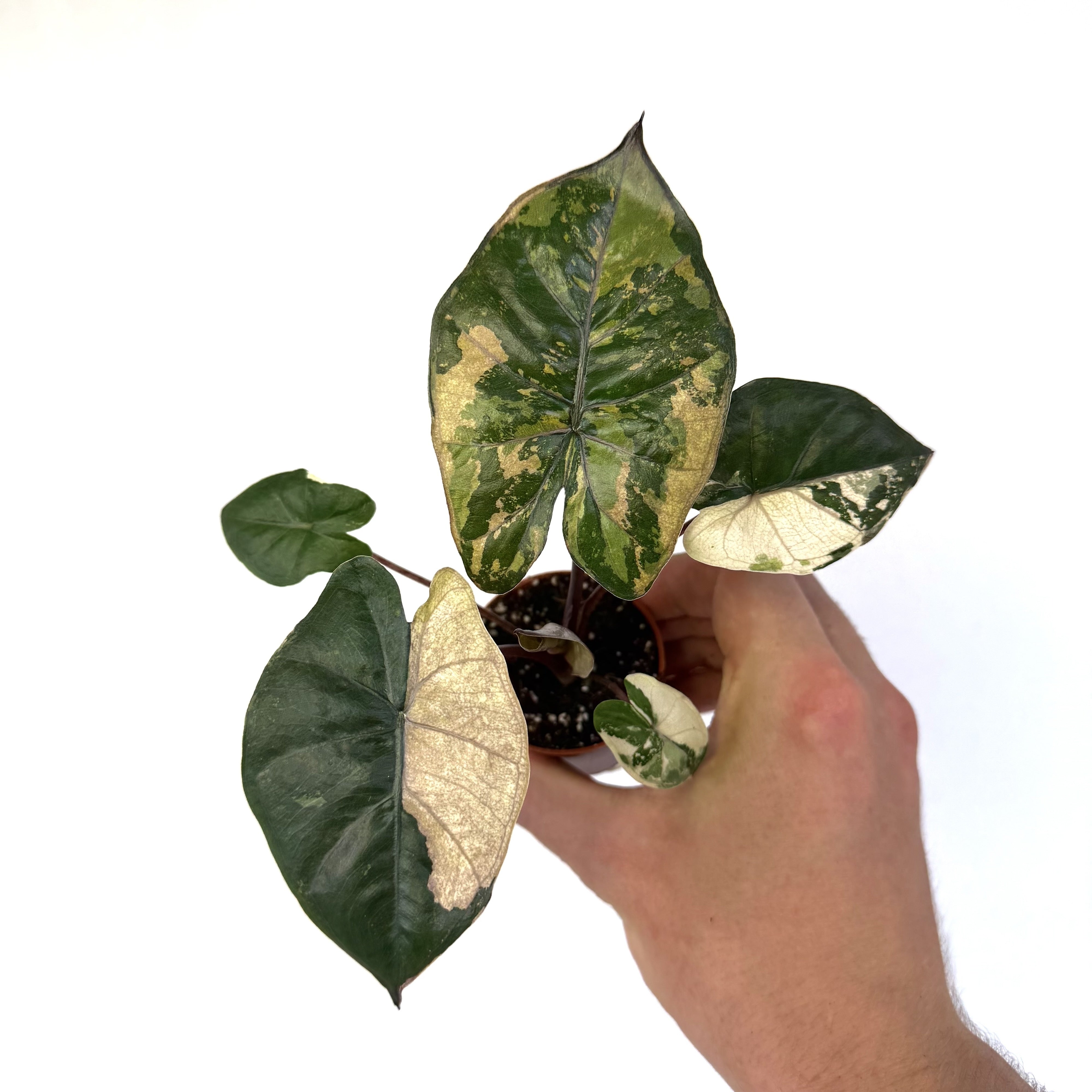 Alocasia Yucatan Princess Pink Albo WW