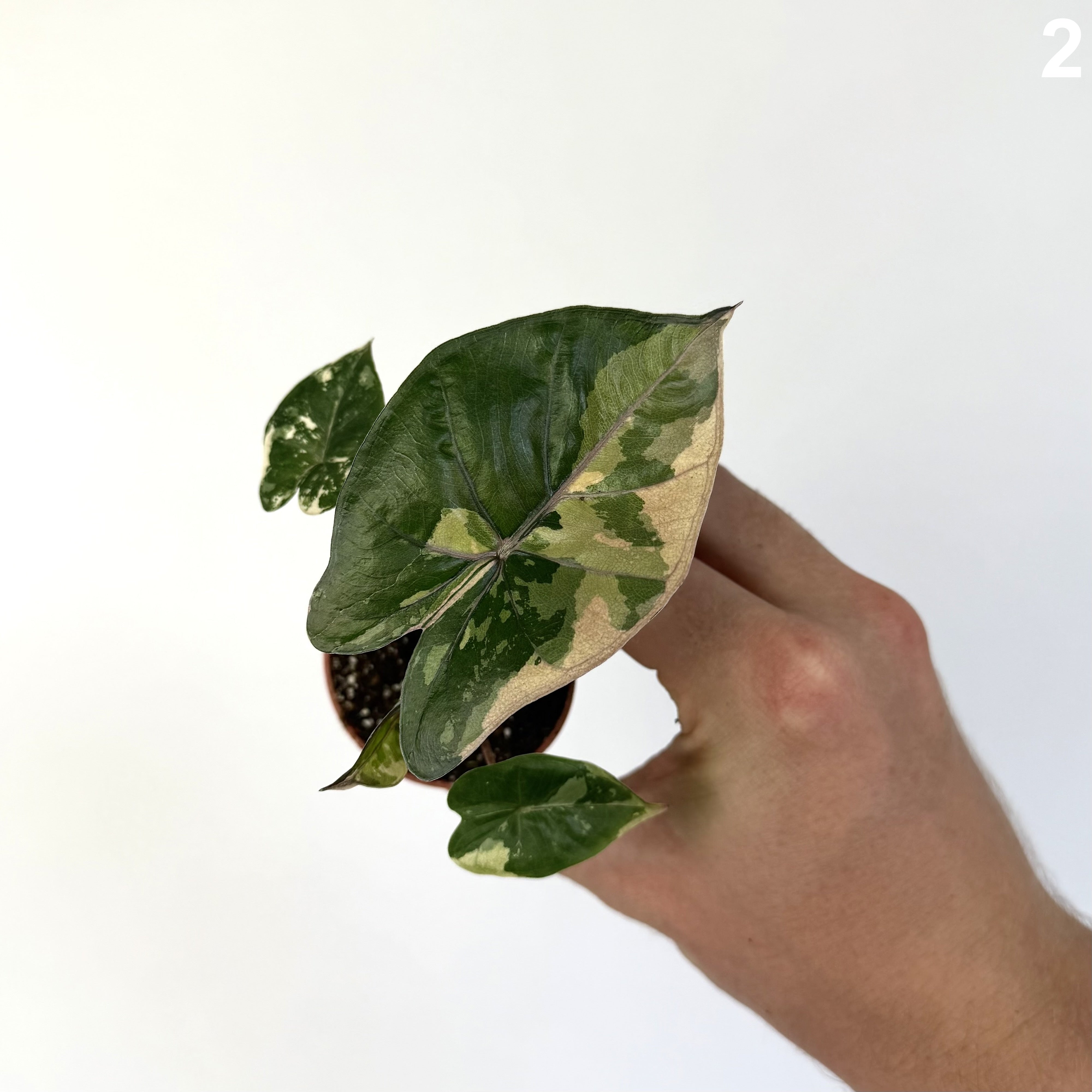 Alocasia Yucatan Princess Pink Albo WW