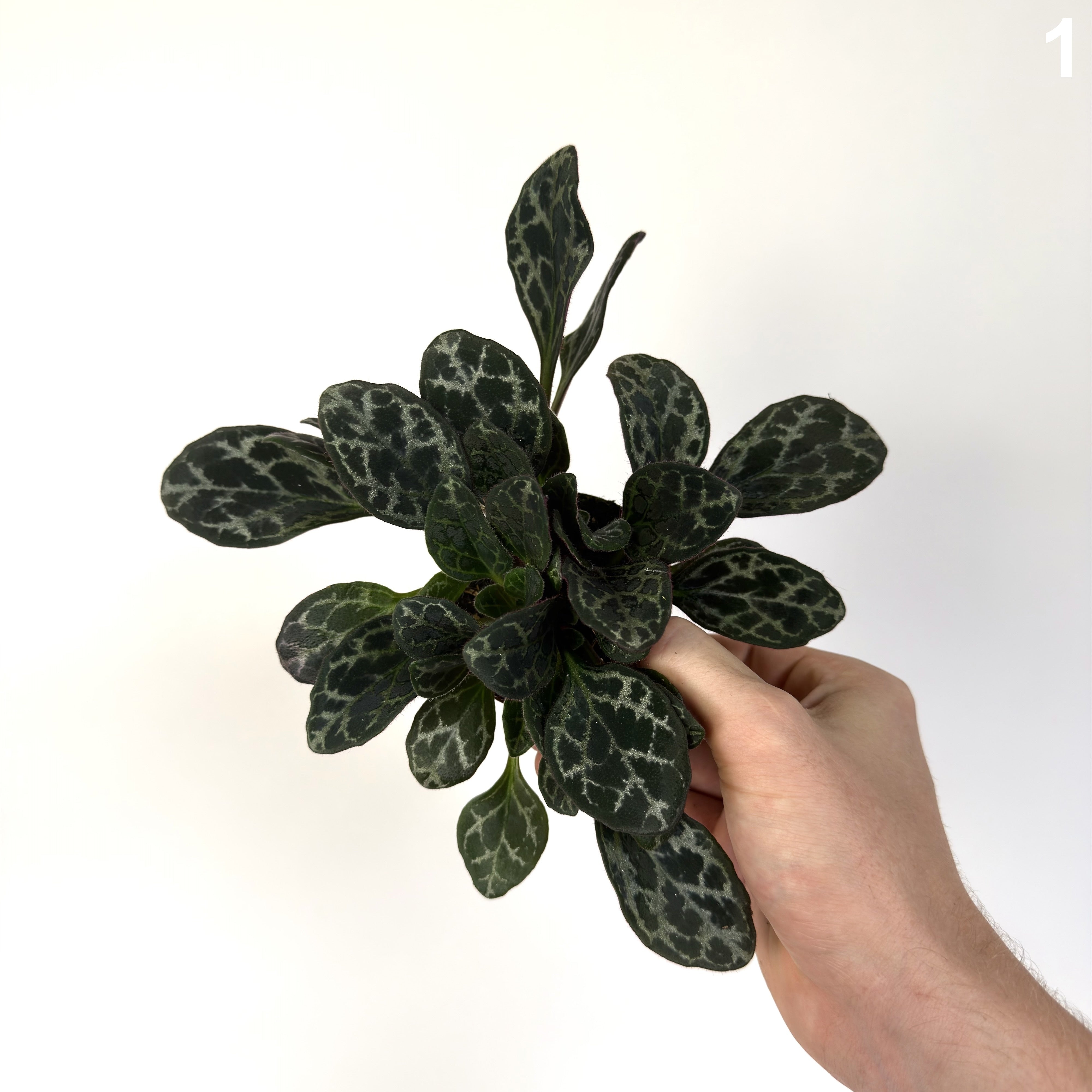 Primulina Yungfuensis WW