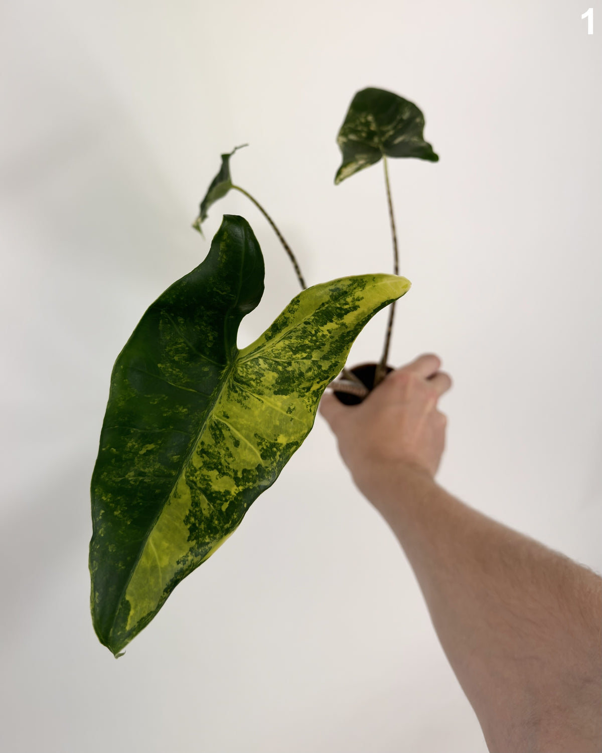 Alocasia Zebrina Aurea WW
