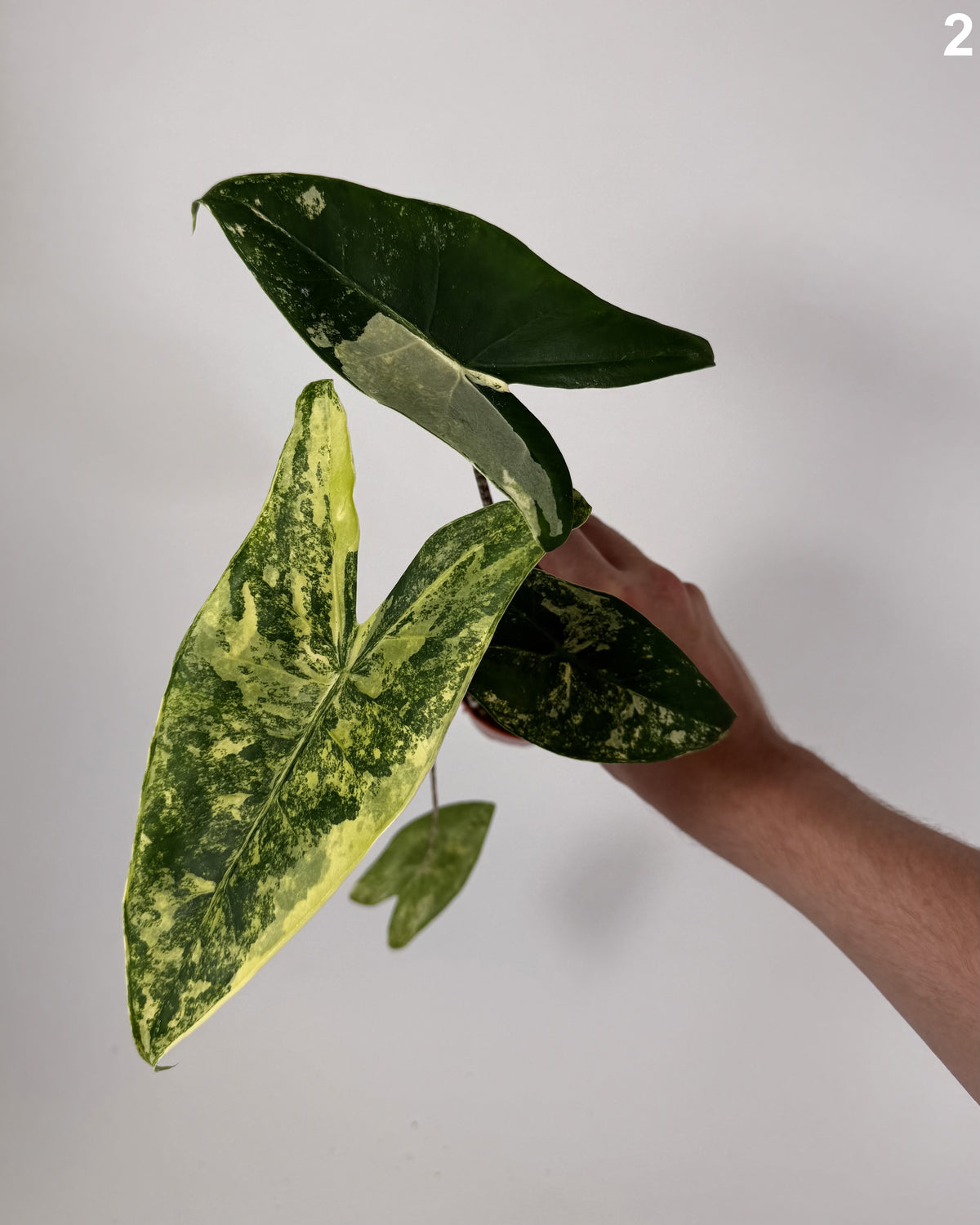 Alocasia Zebrina Aurea WW