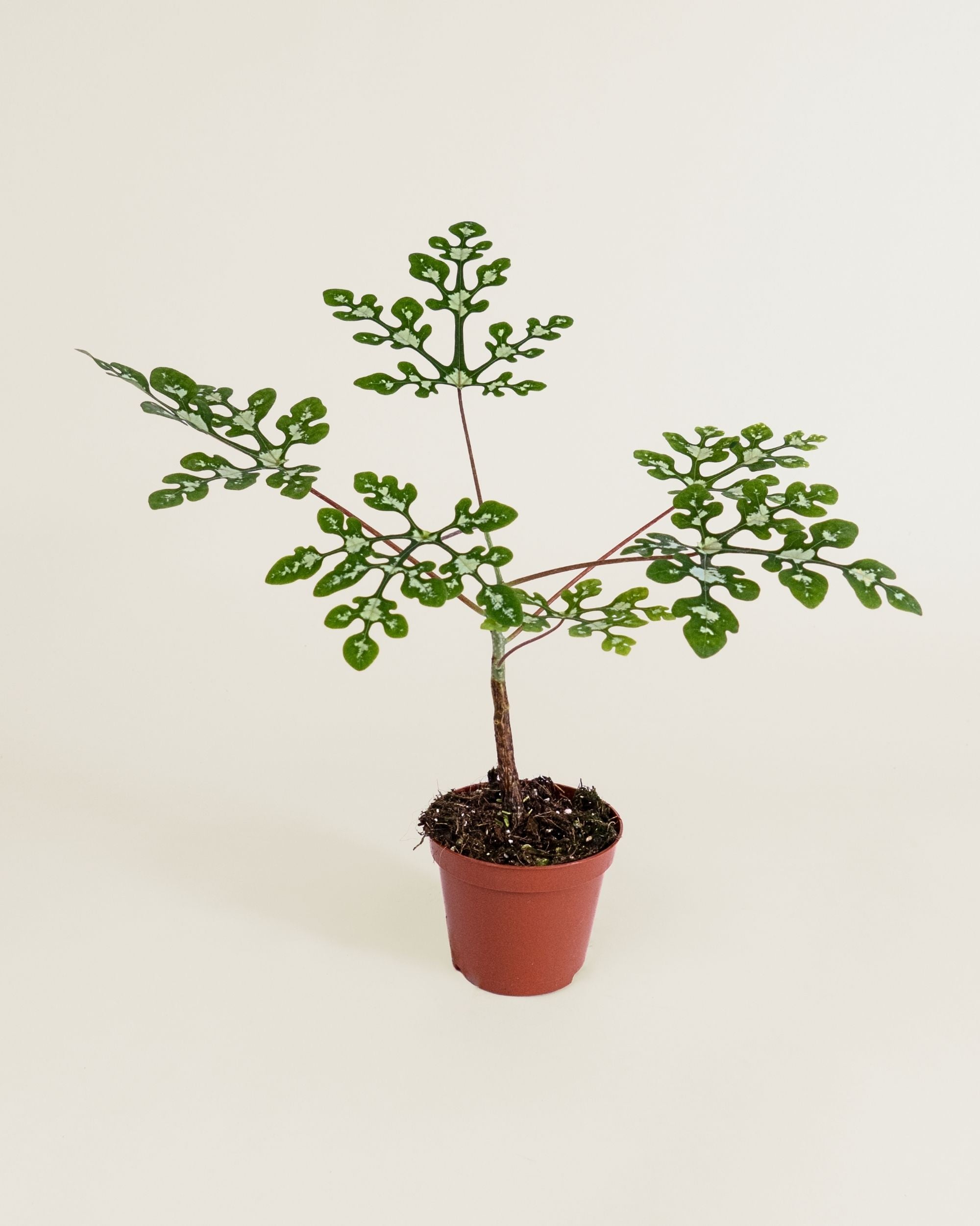 Adenia Perrieri