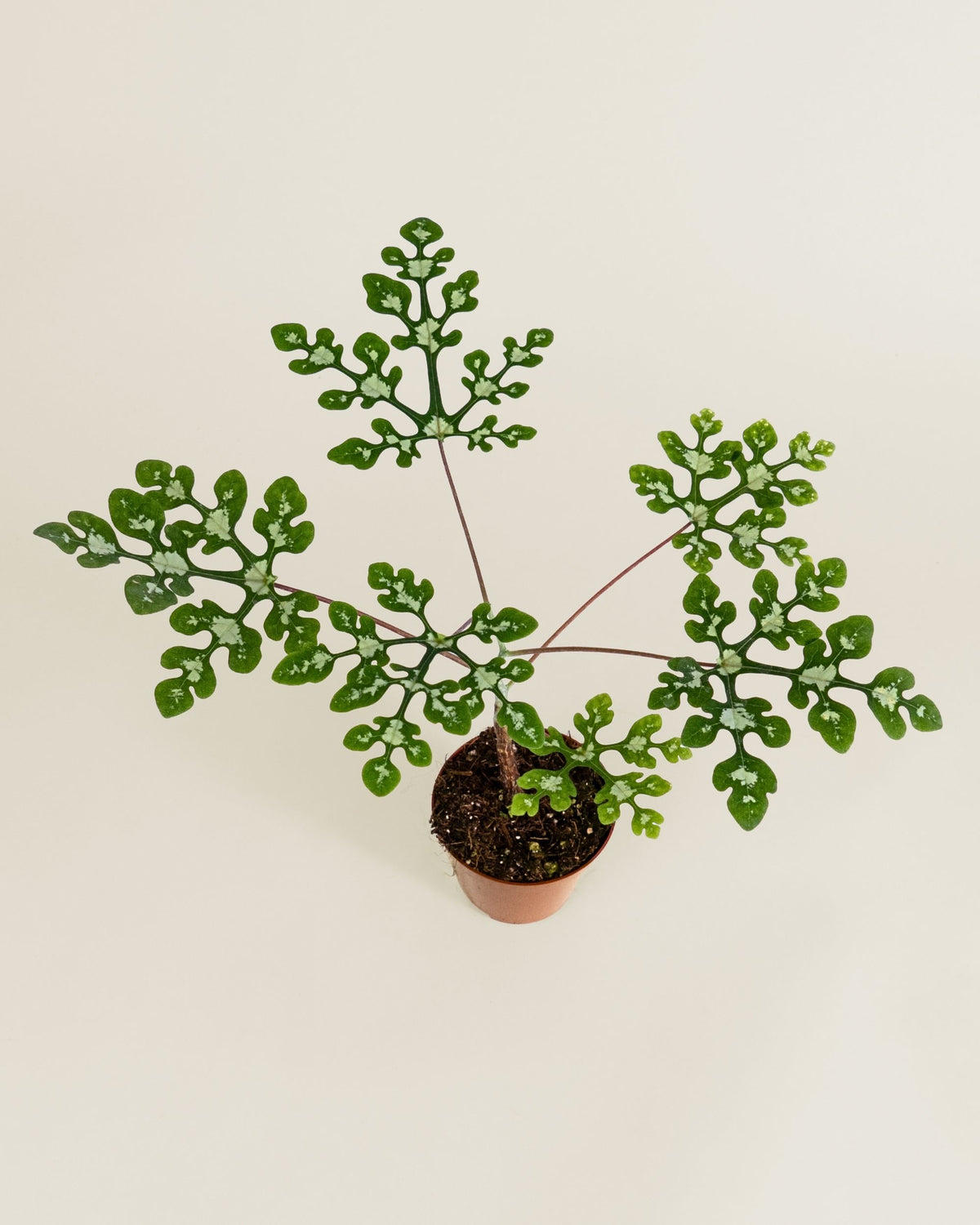 Adenia Perrieri
