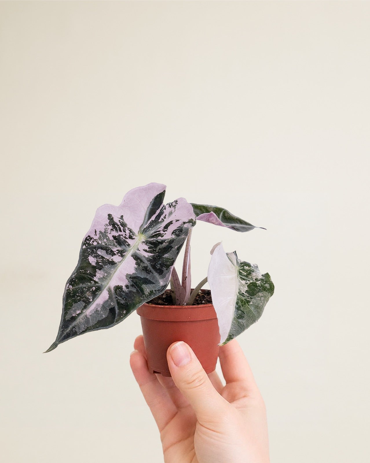 Alocasia Amazonica Pink