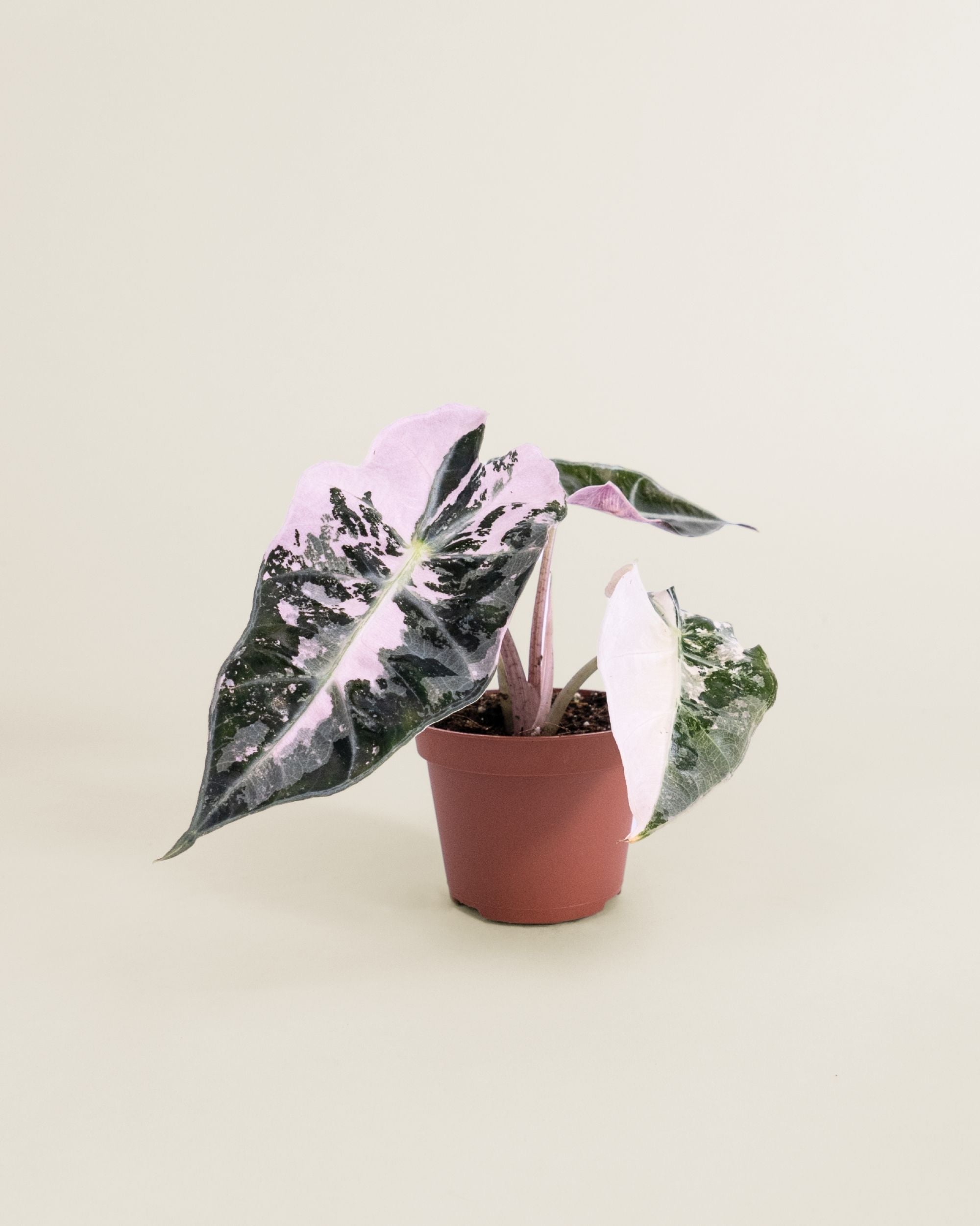 Alocasia Amazonica Pink