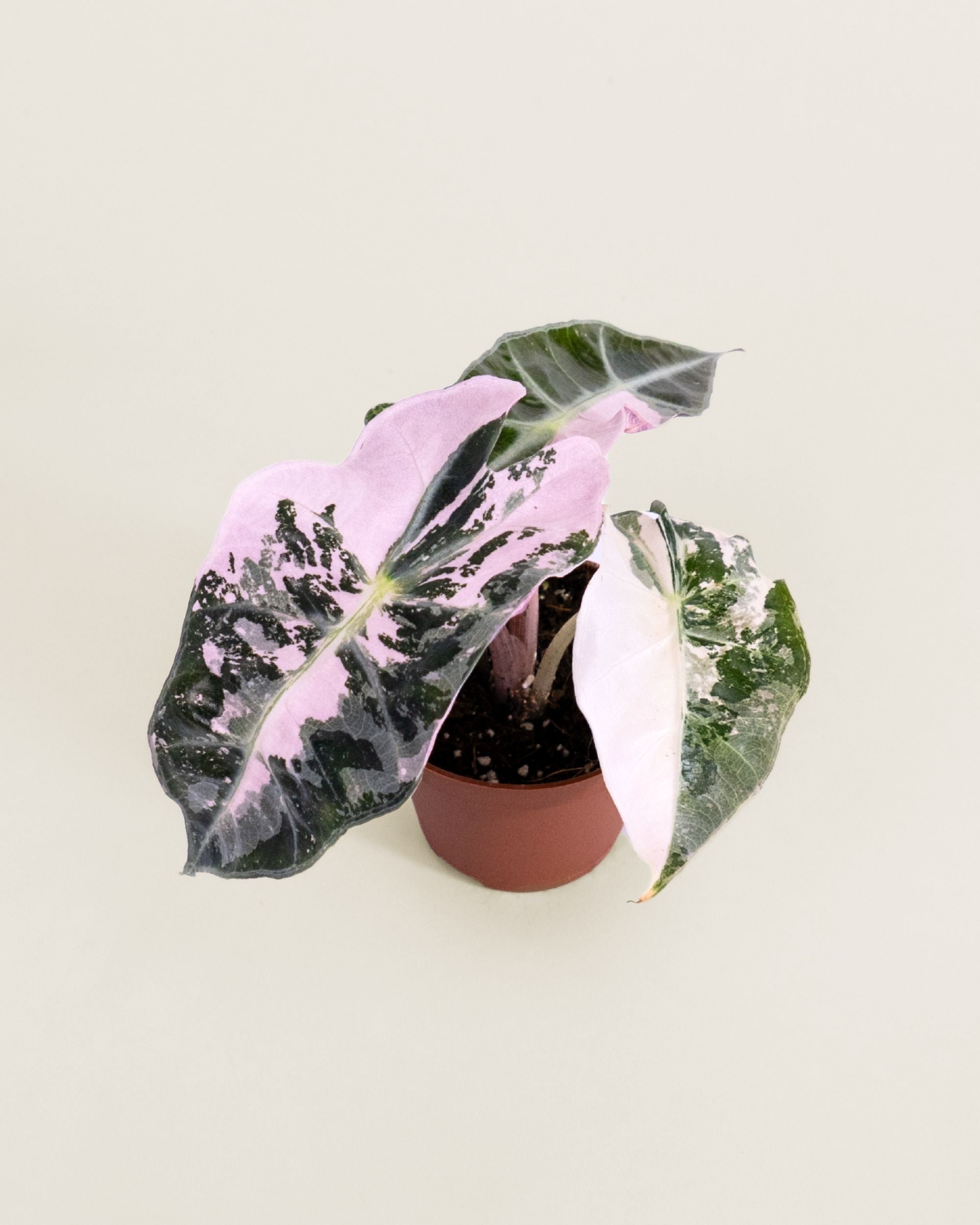 Alocasia Amazonica Pink