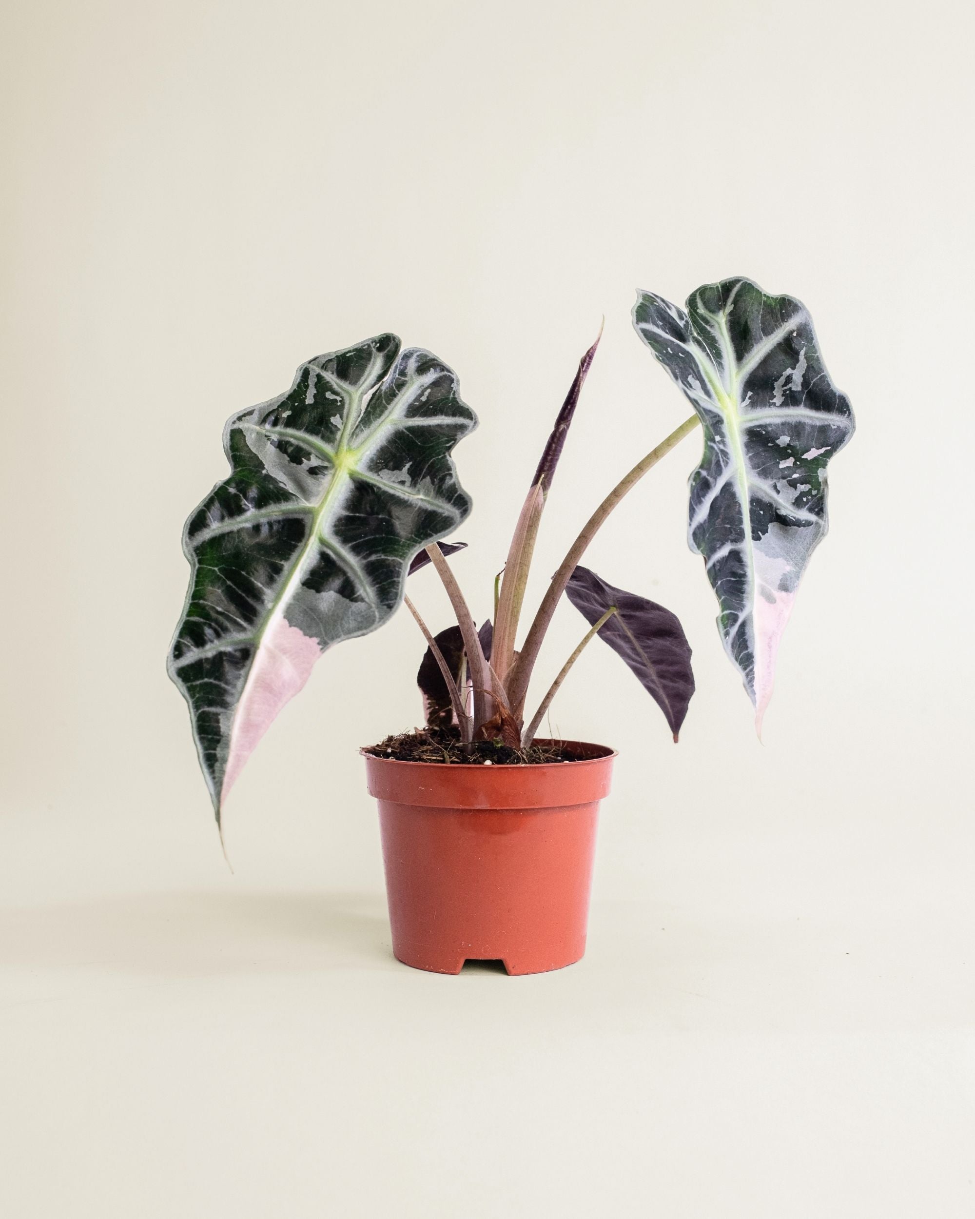 Alocasia Amazonica Pink