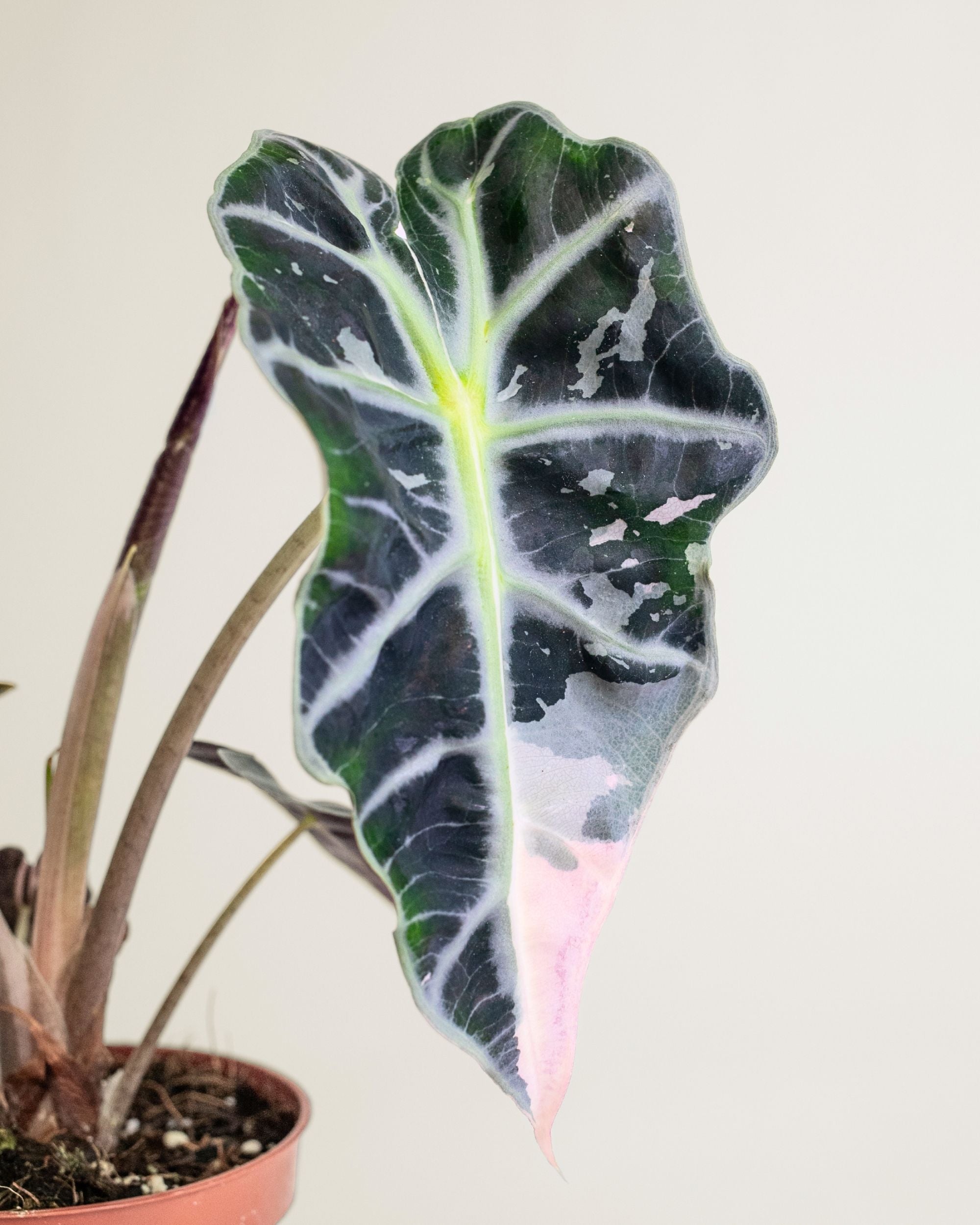 Alocasia Amazonica Pink