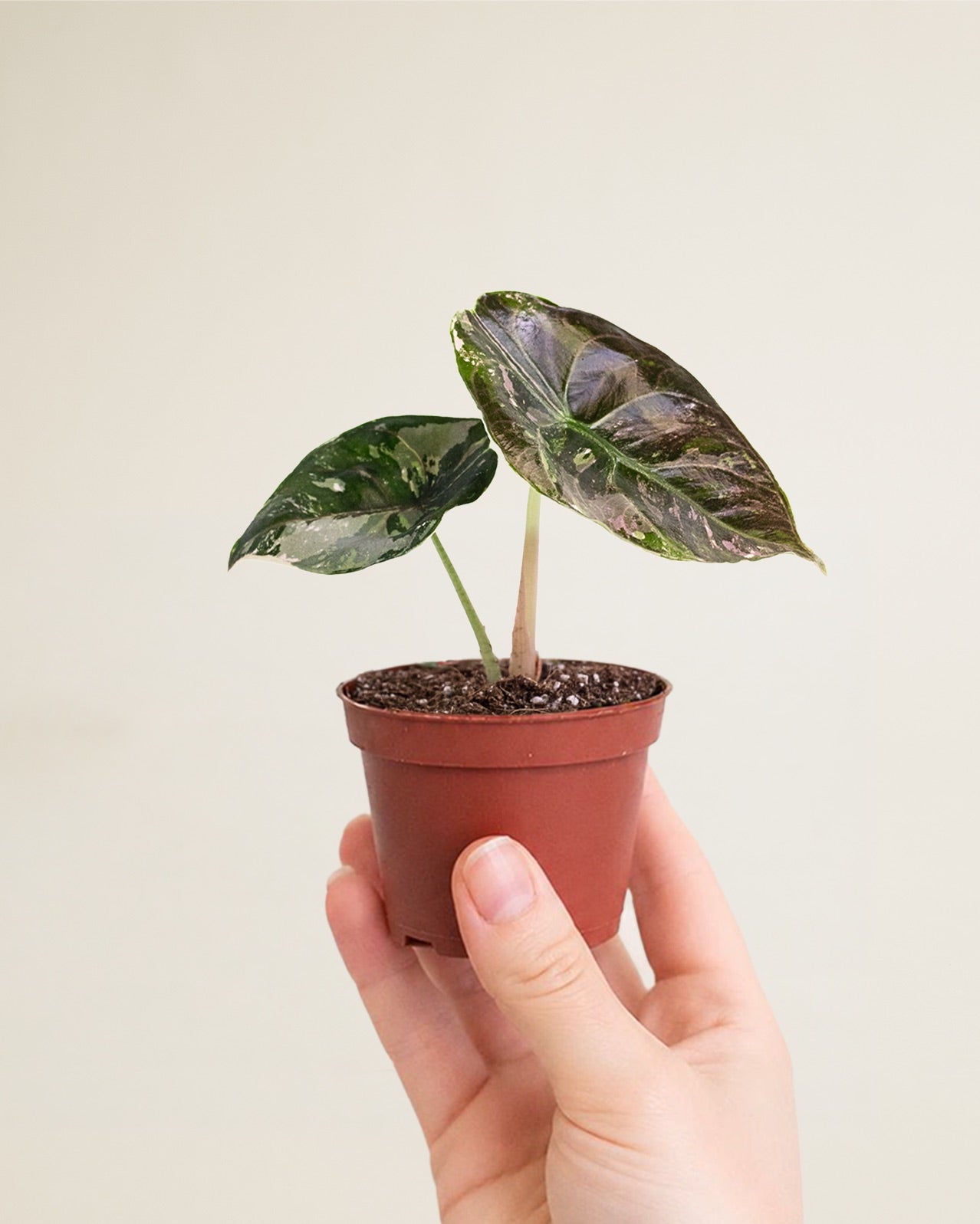Alocasia Azlanii Albo