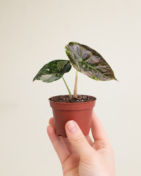 Alocasia Azlanii Albo | Variegated Alocasia