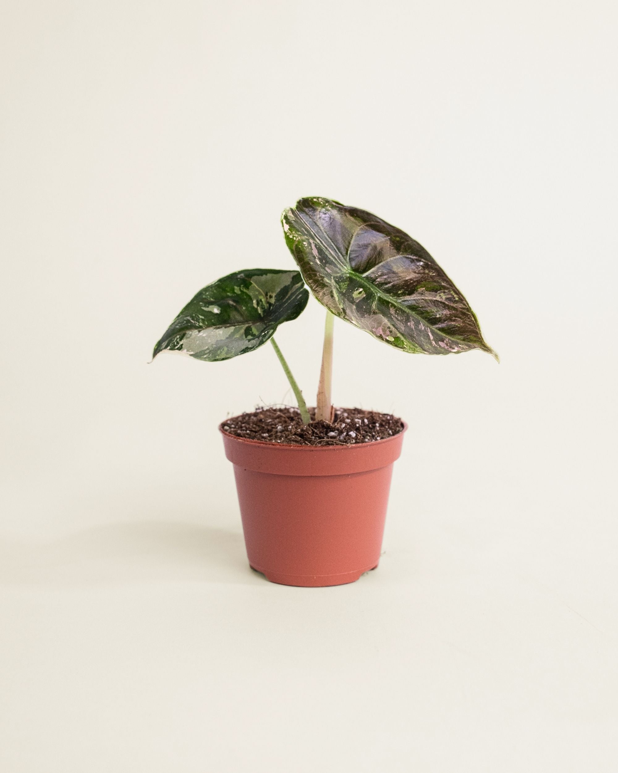 Alocasia Azlanii Albo