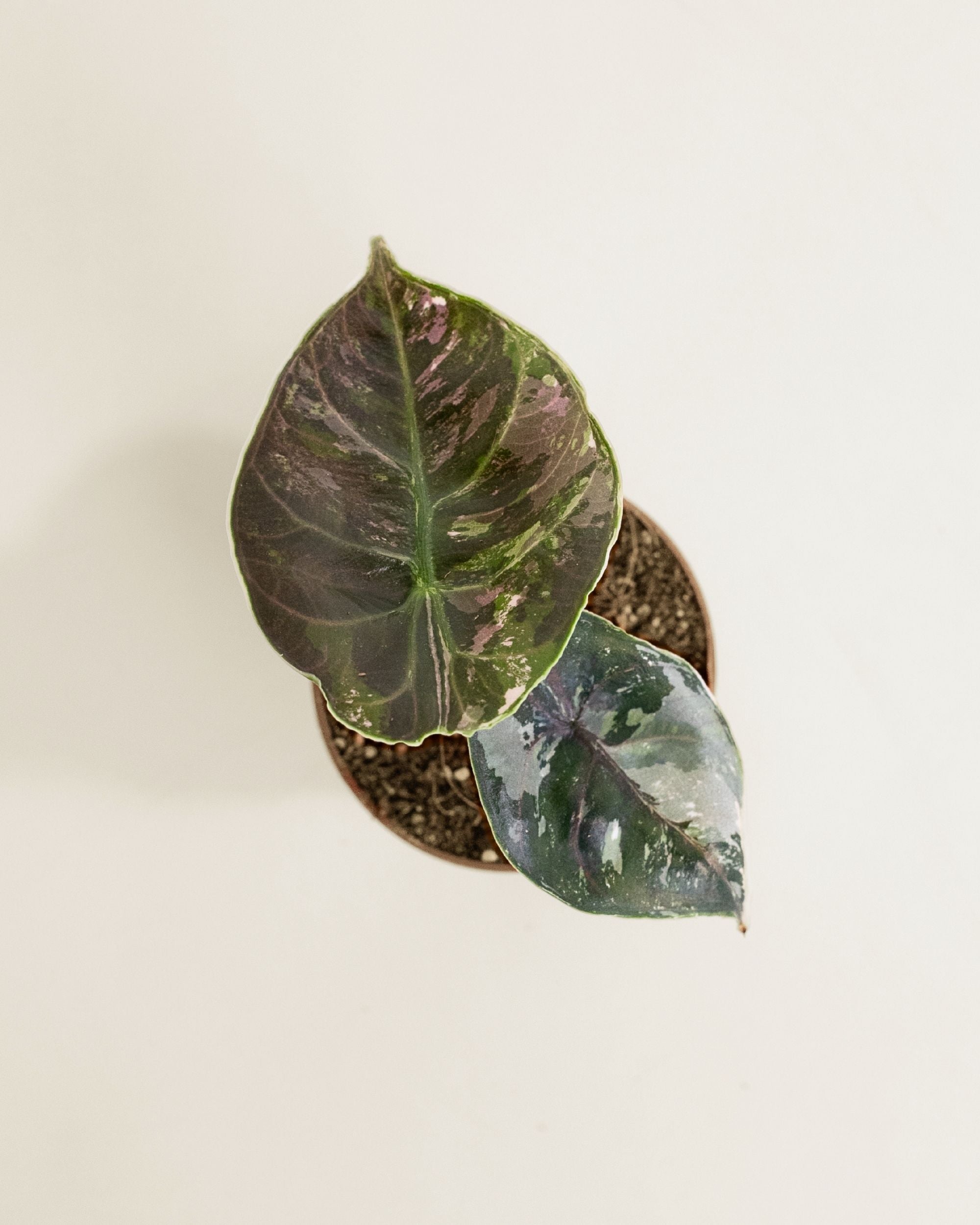 Alocasia Azlanii Albo