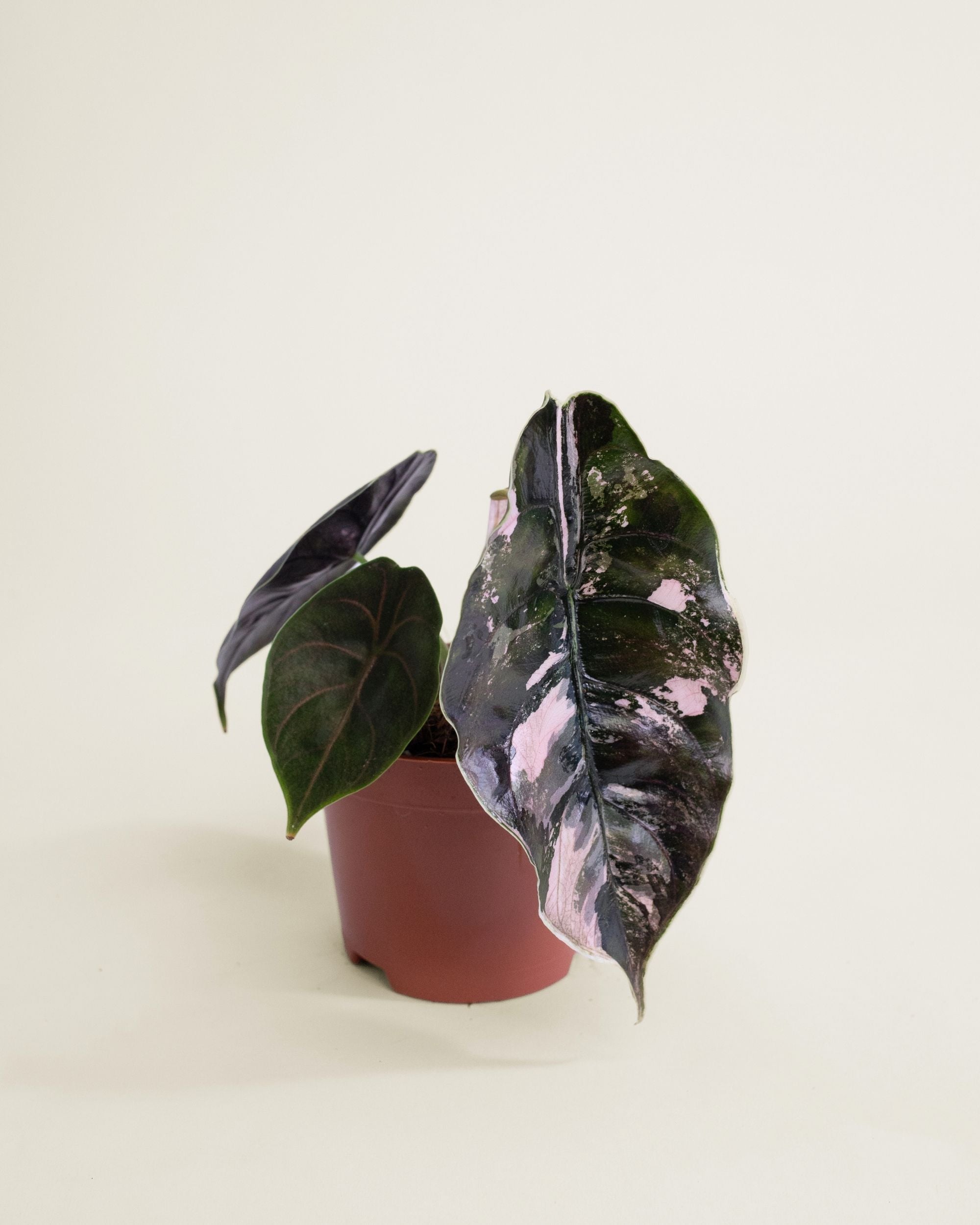 Alocasia Azlanii Albo