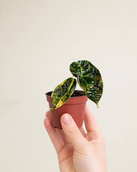 Alocasia Azlanii Aurea | Downtown Plant Club